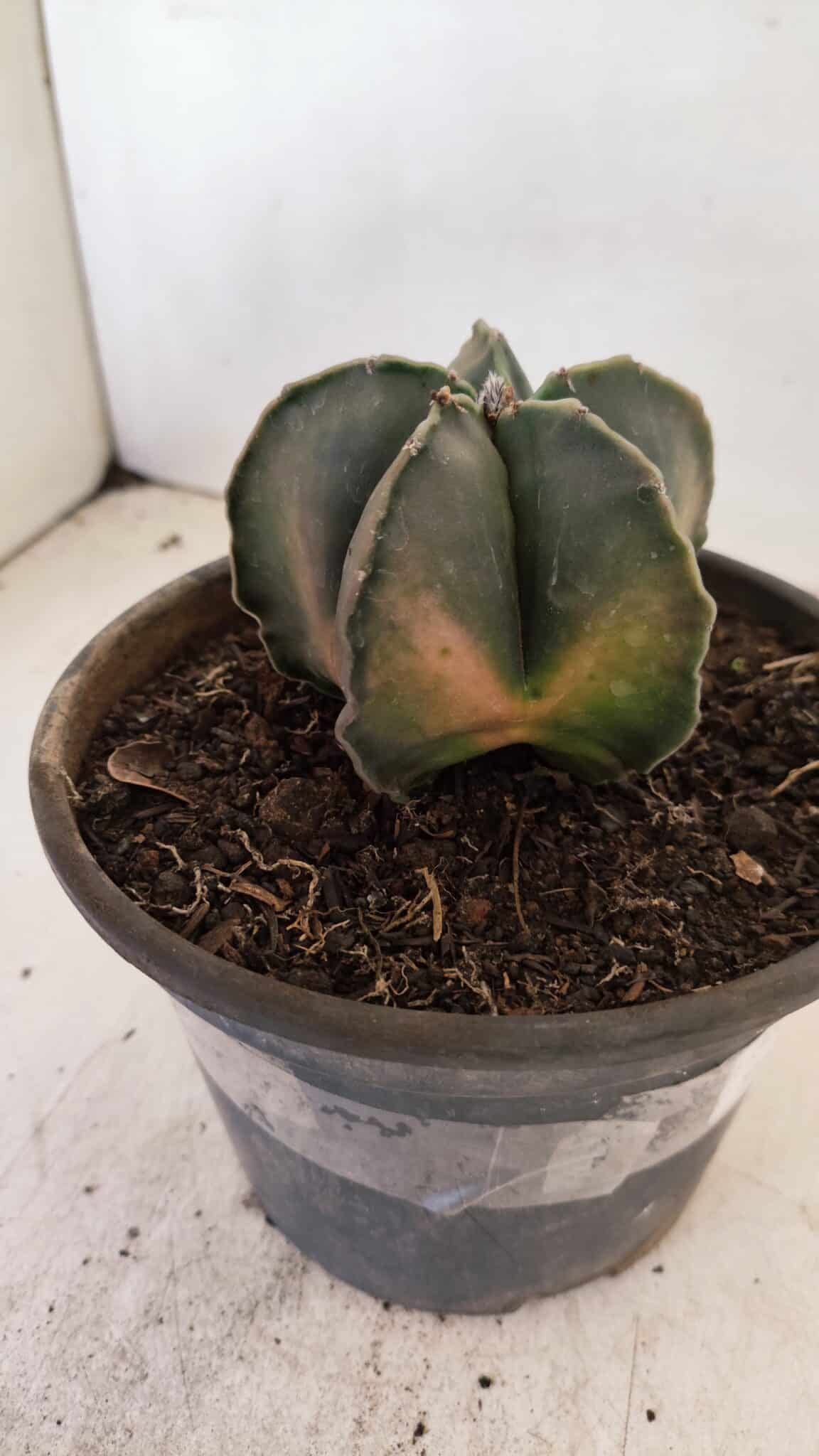 ASTROPHYTUM MYRIOSTIGMA "Variegata" Nº 1040 – vaso 15 - foto 7