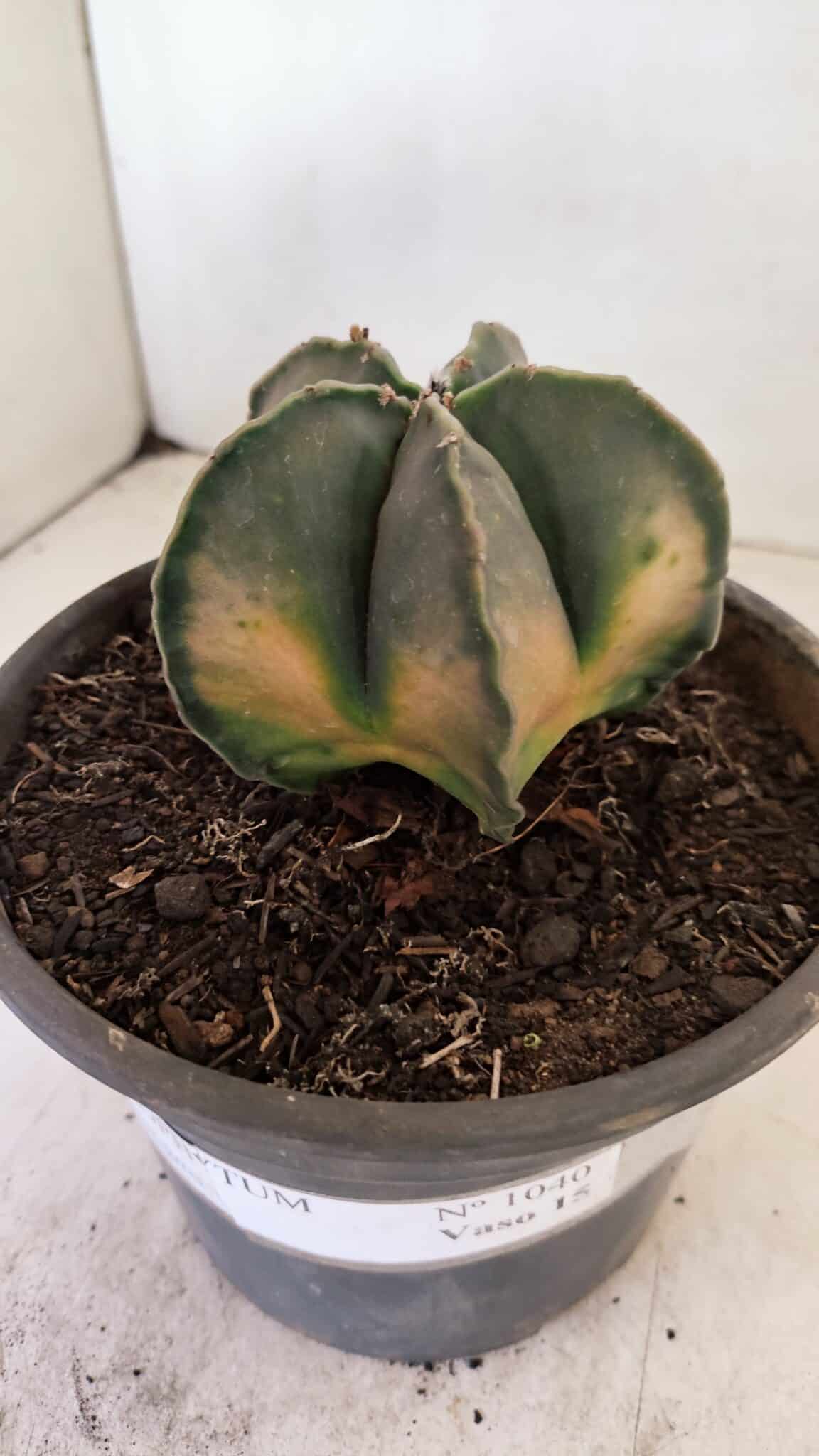 ASTROPHYTUM MYRIOSTIGMA "Variegata" Nº 1040 – vaso 15 - foto 5