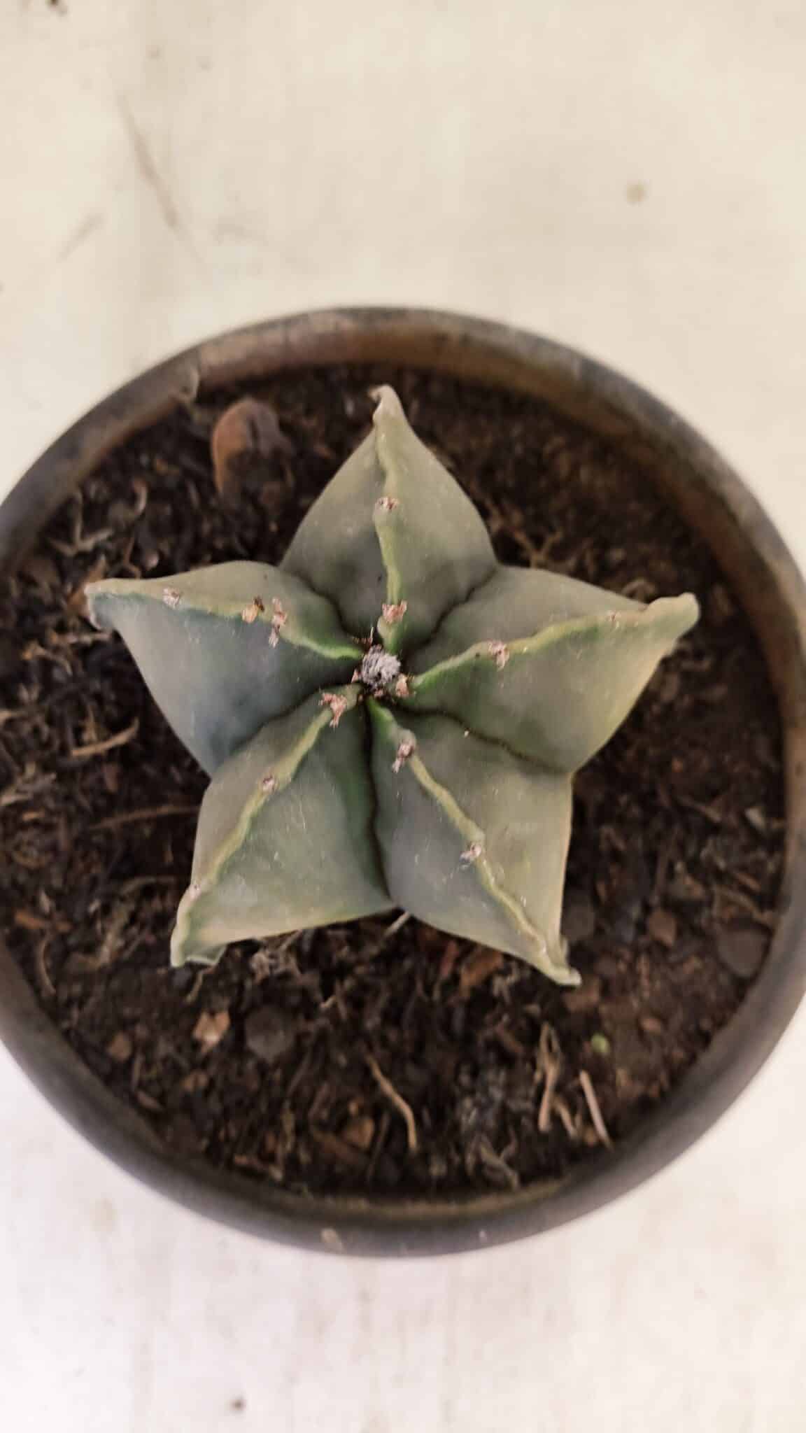 ASTROPHYTUM MYRIOSTIGMA "Variegata" Nº 1040 – vaso 15 - foto 4