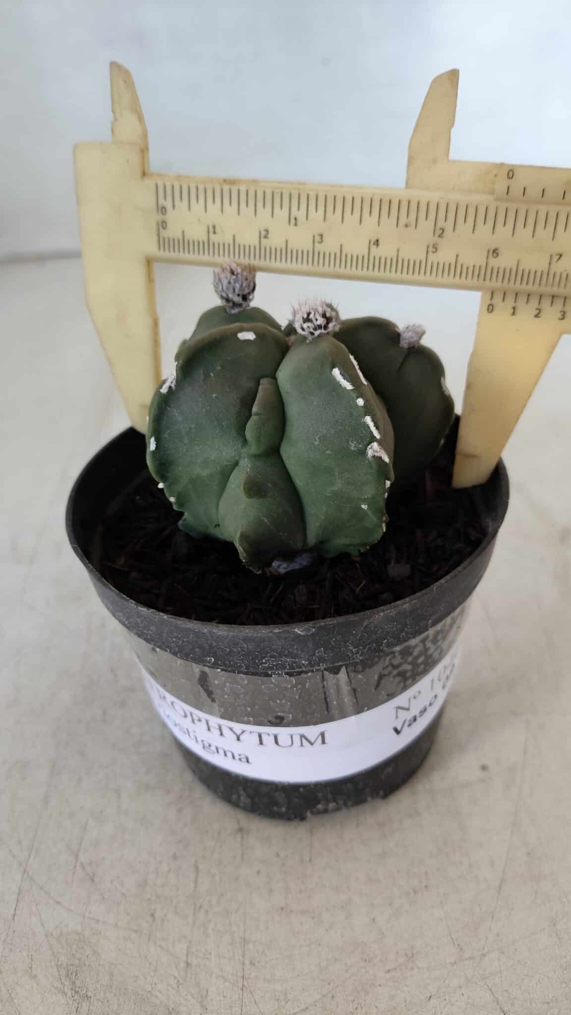 ASTROPHYTUM MYRIOSTIGMA Nº 1040 – vaso 09