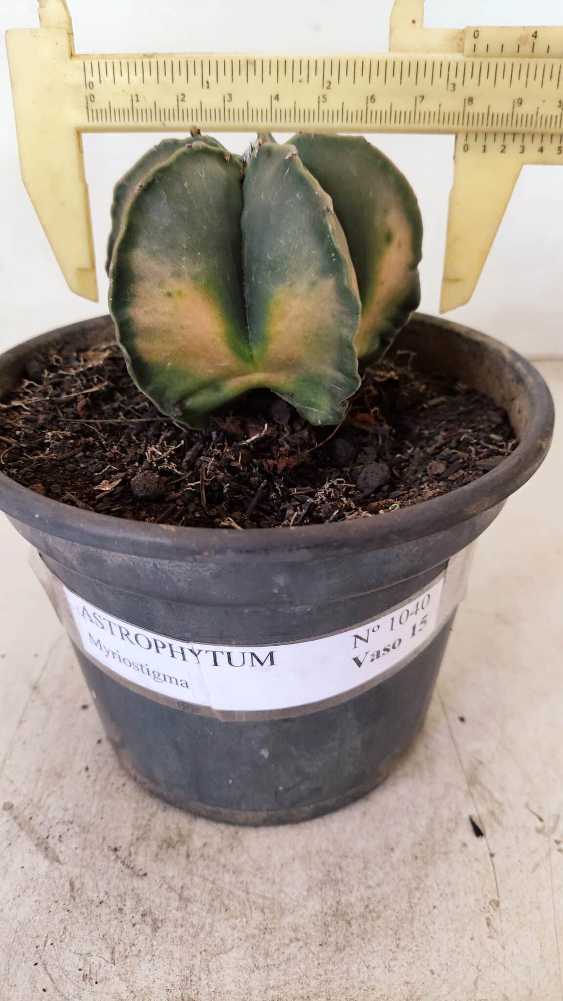 ASTROPHYTUM MYRIOSTIGMA "Variegata" Nº 1040 – vaso 15 - foto 3