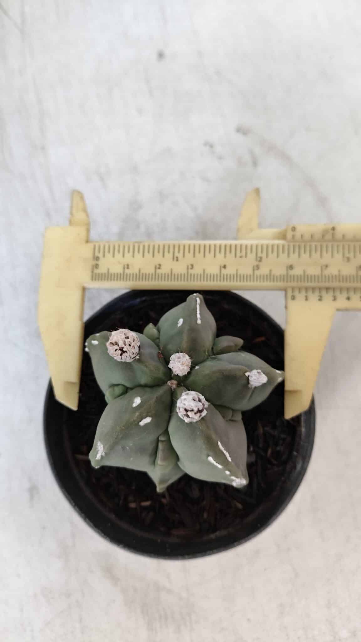 ASTROPHYTUM MYRIOSTIGMA Nº 1040 – vaso 09