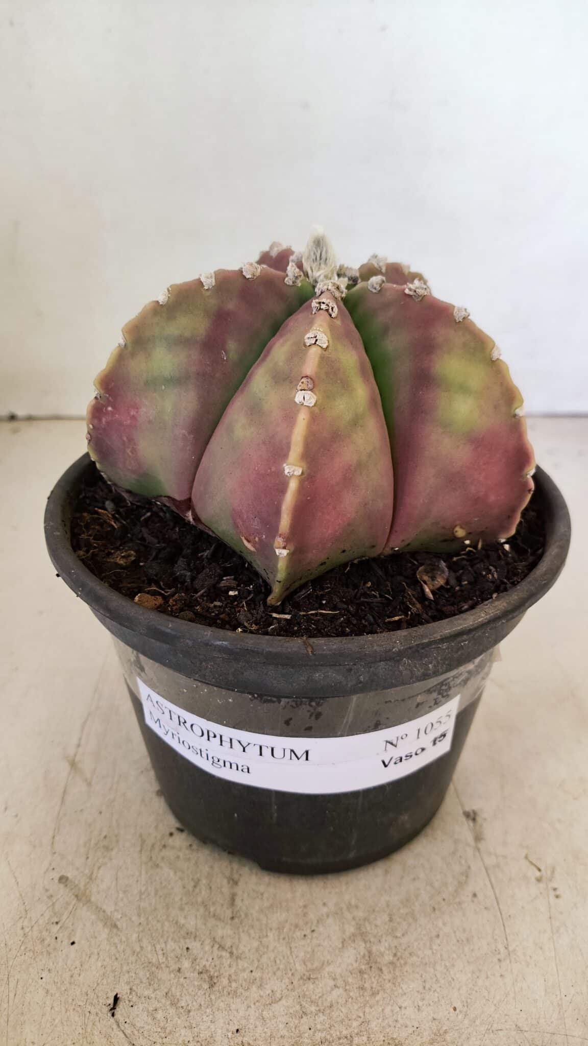 ASTROPHYTUM MYRIOSTIGMA  Nº 1055 – vaso 15 - foto 2