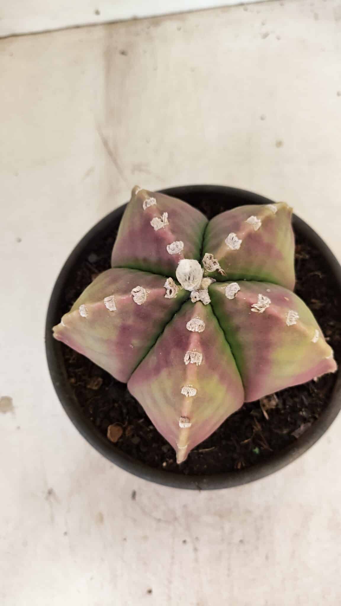 ASTROPHYTUM MYRIOSTIGMA  Nº 1055 – vaso 15 - foto 9