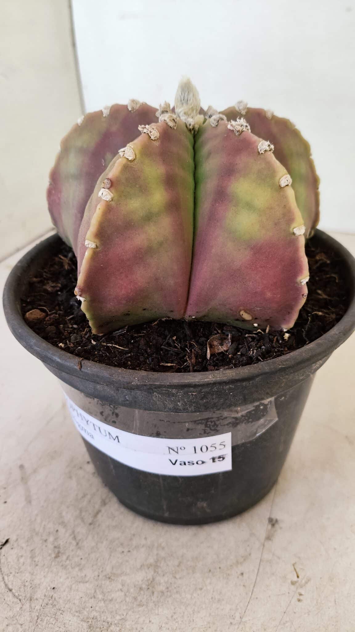 ASTROPHYTUM MYRIOSTIGMA  Nº 1055 – vaso 15 - foto 8