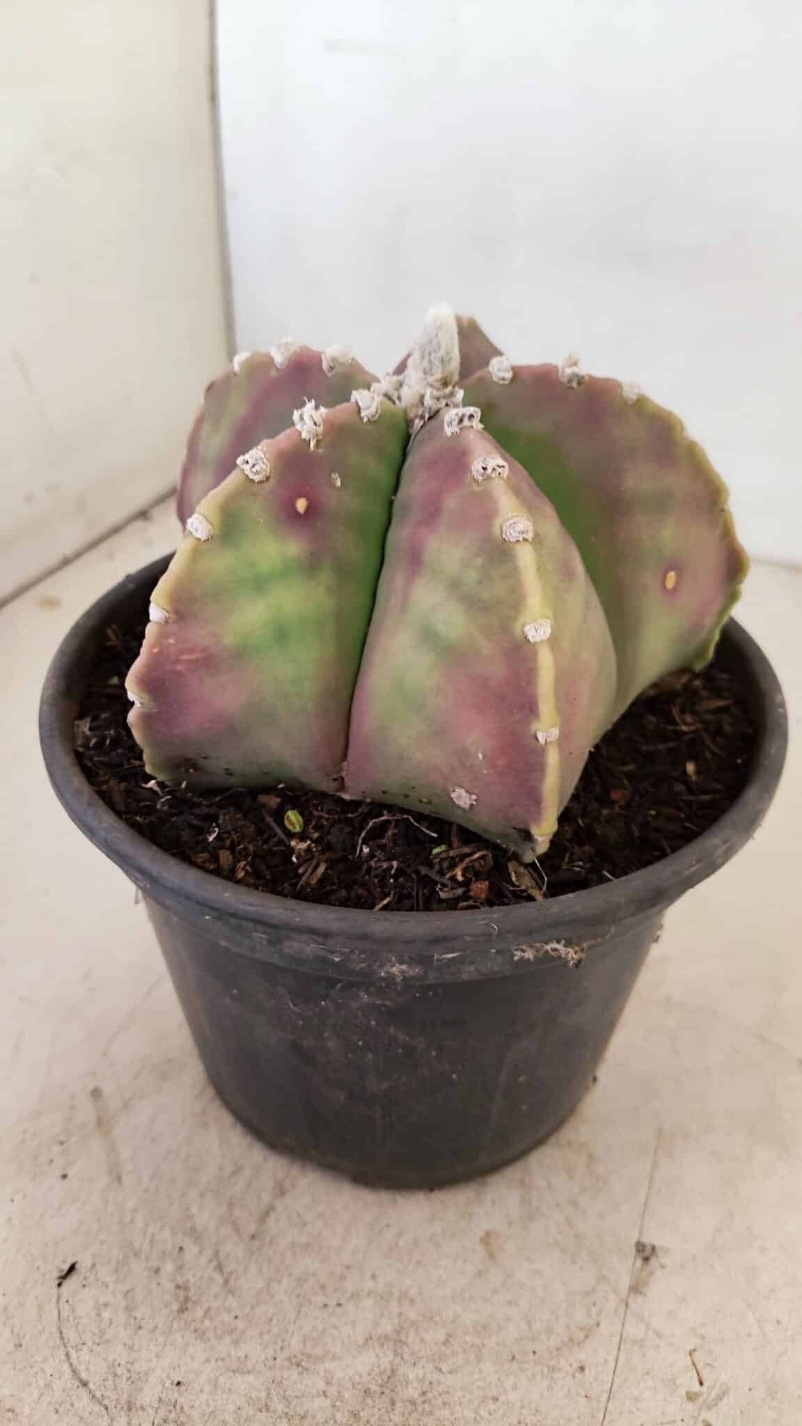 ASTROPHYTUM MYRIOSTIGMA  Nº 1055 – vaso 15 - foto 7