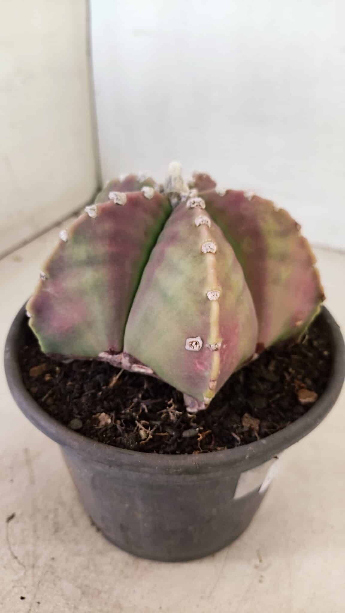 ASTROPHYTUM MYRIOSTIGMA  Nº 1055 – vaso 15 - foto 6