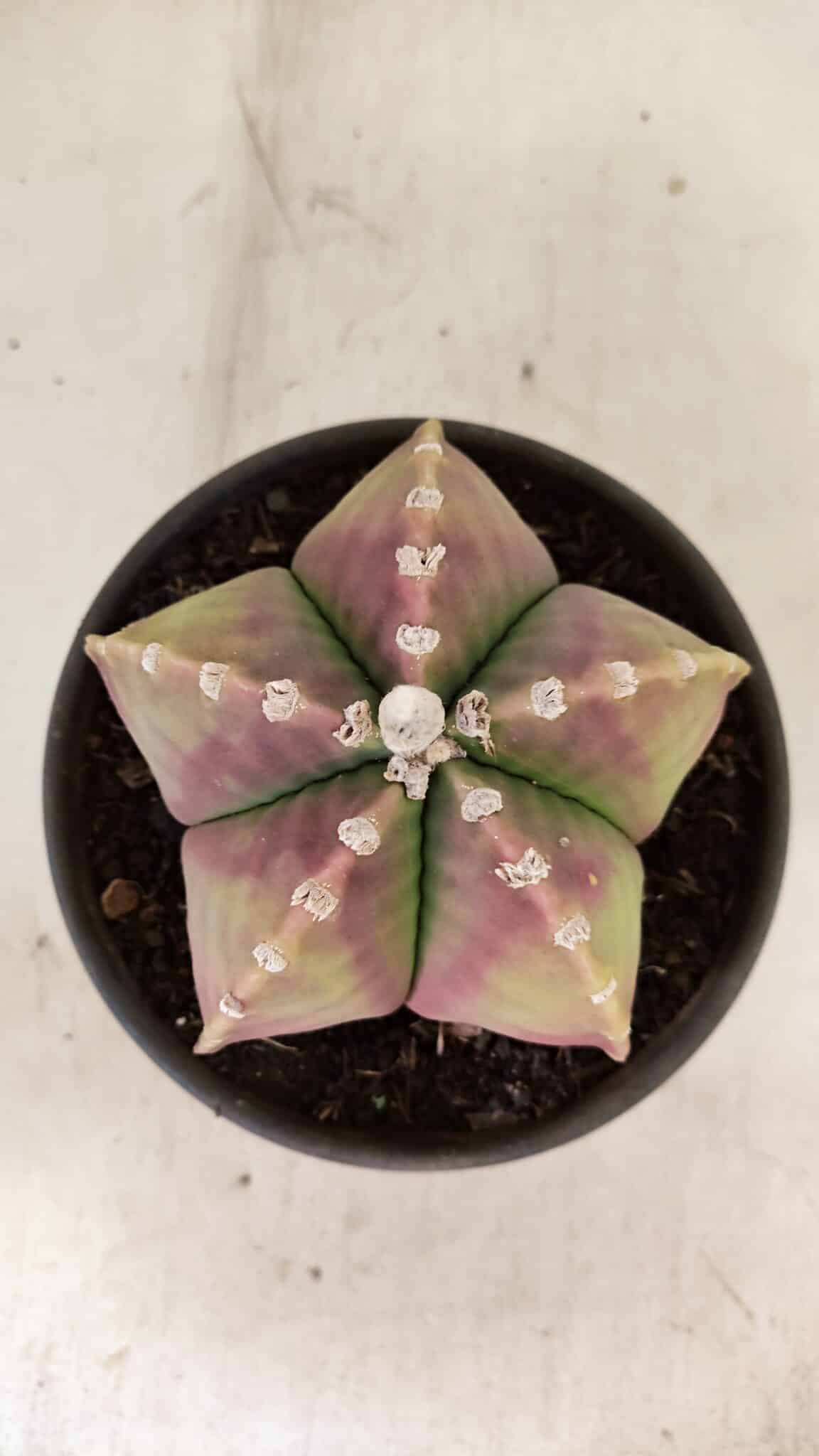 ASTROPHYTUM MYRIOSTIGMA  Nº 1055 – vaso 15 - foto 3
