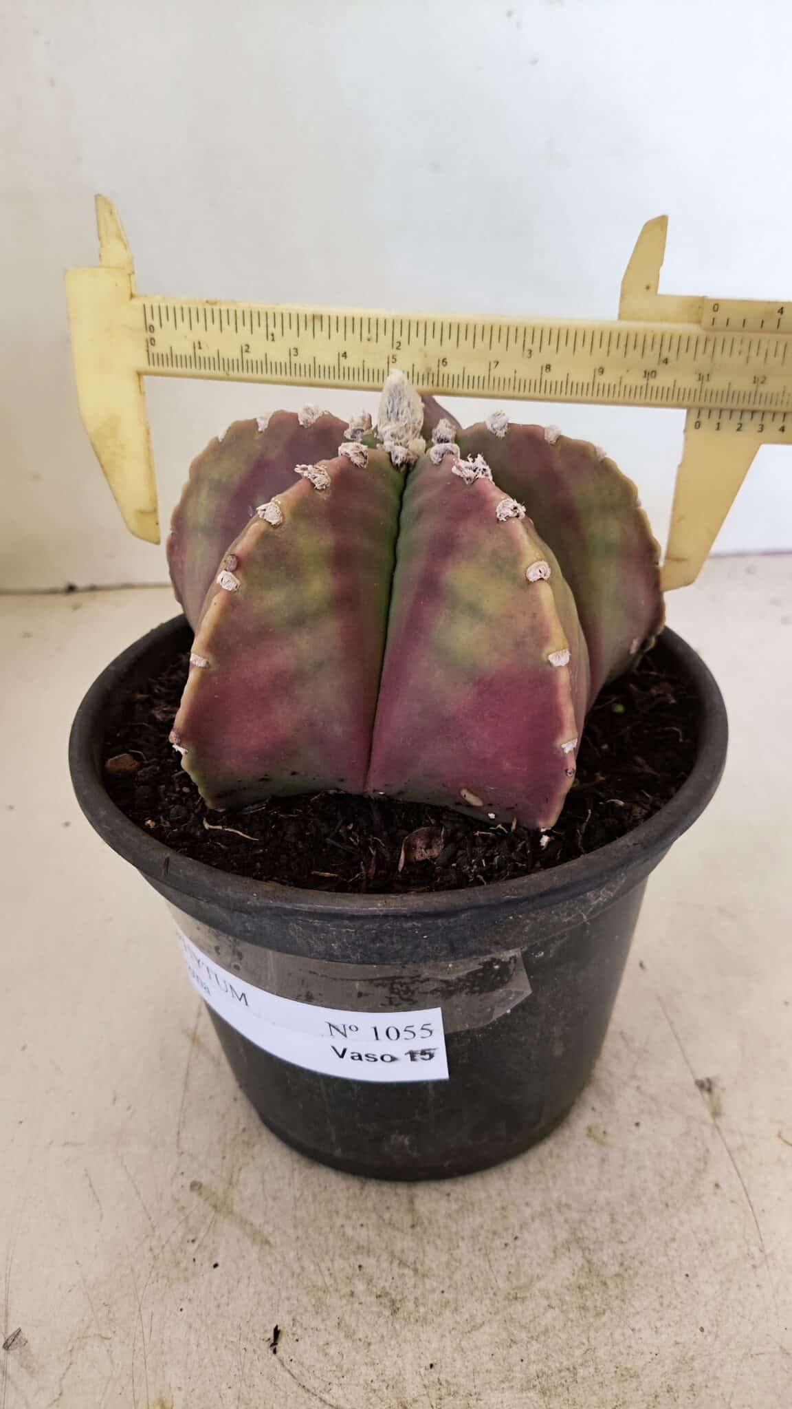 ASTROPHYTUM MYRIOSTIGMA  Nº 1055 – vaso 15 - foto 4