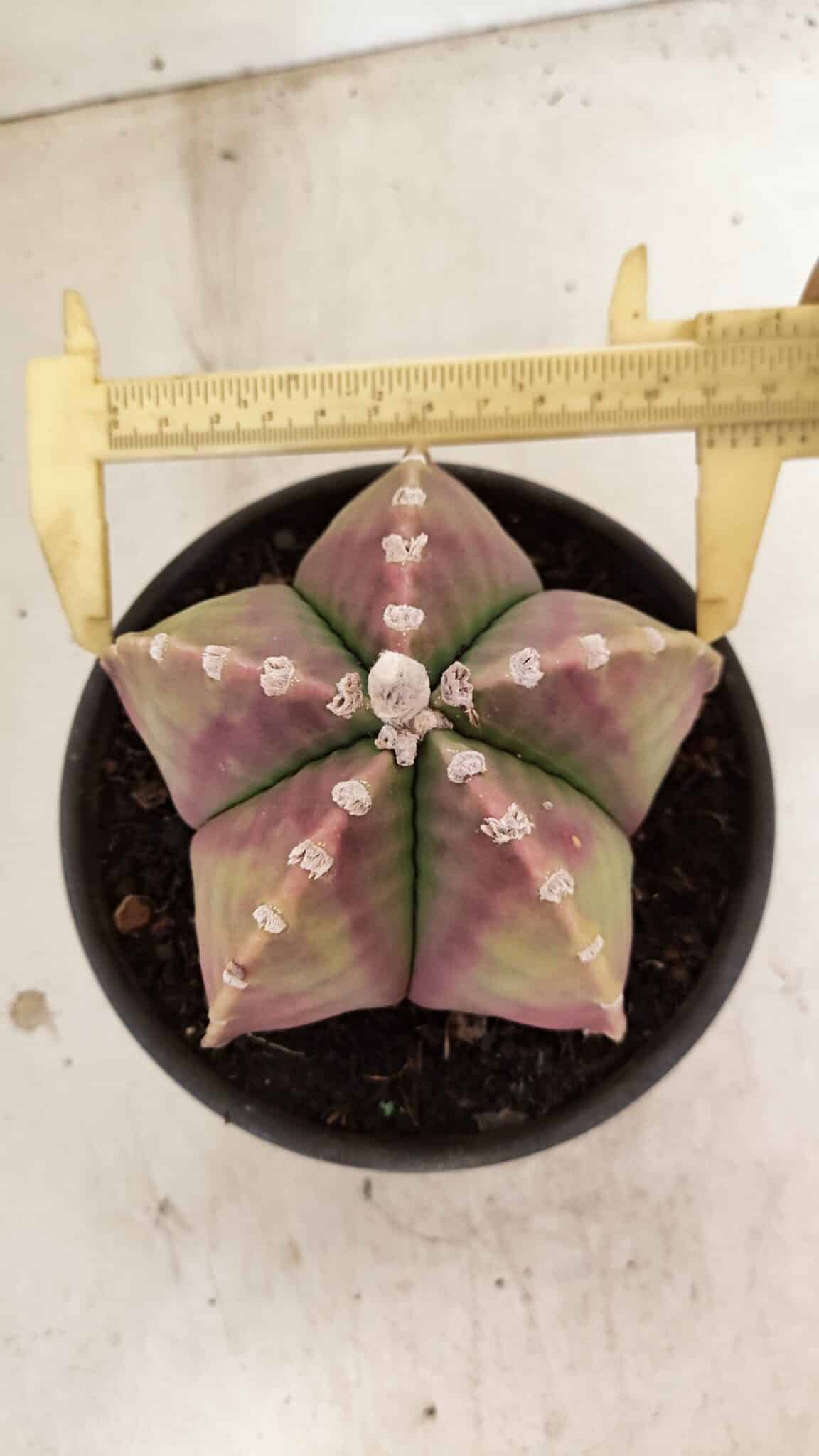 ASTROPHYTUM MYRIOSTIGMA  Nº 1055 – vaso 15 - foto 5