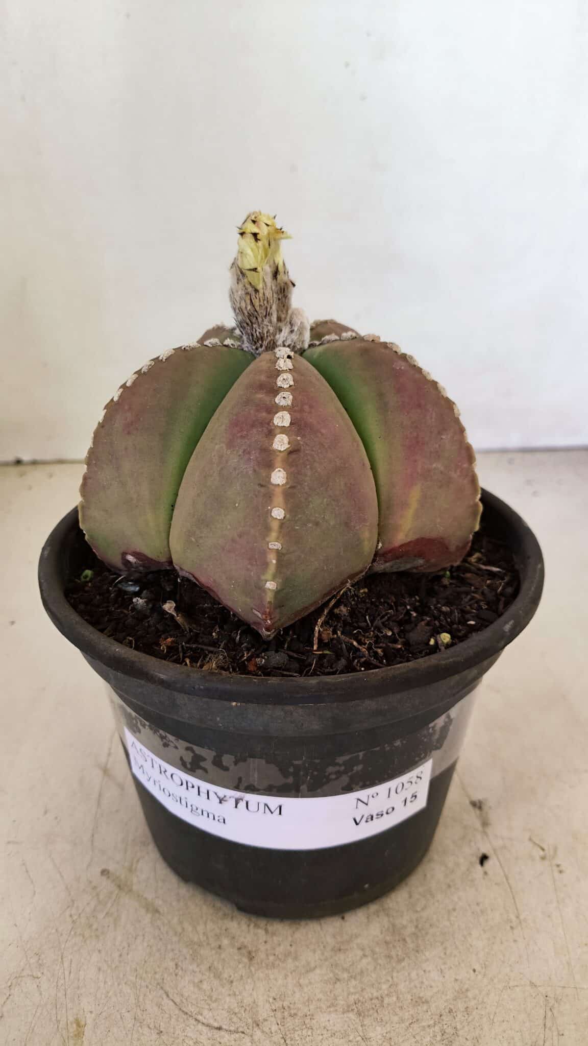 ASTROPHYTUM MYRIOSTIGMA  Nº 1058 – vaso 15 - foto 2