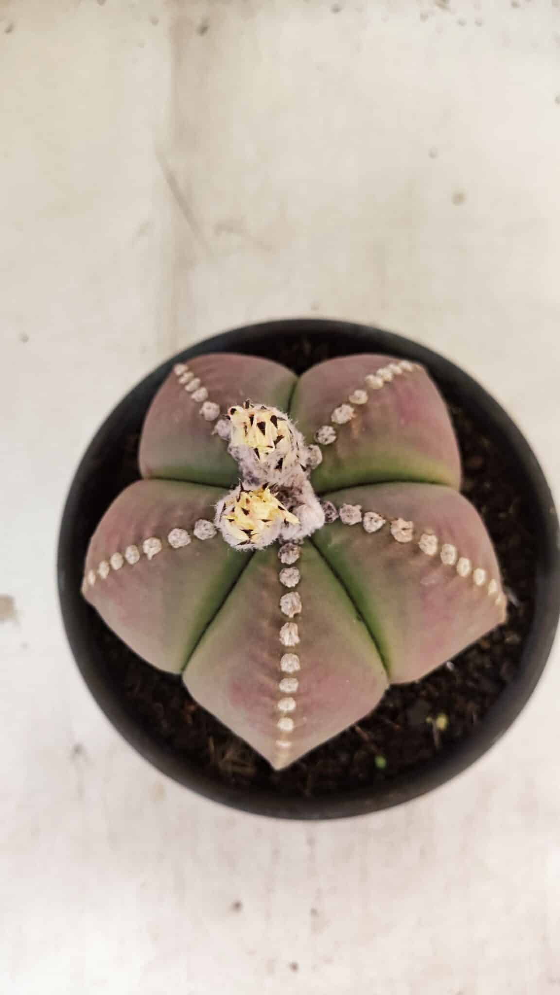 ASTROPHYTUM MYRIOSTIGMA  Nº 1058 – vaso 15 - foto 3