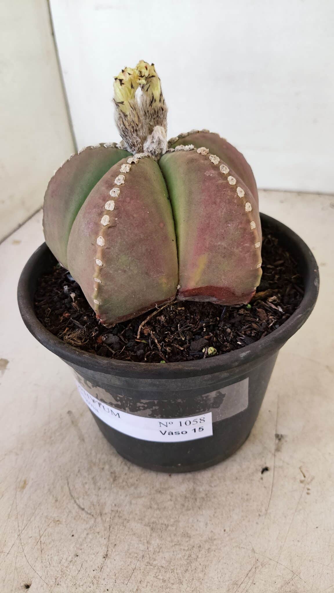 ASTROPHYTUM MYRIOSTIGMA  Nº 1058 – vaso 15 - foto 8