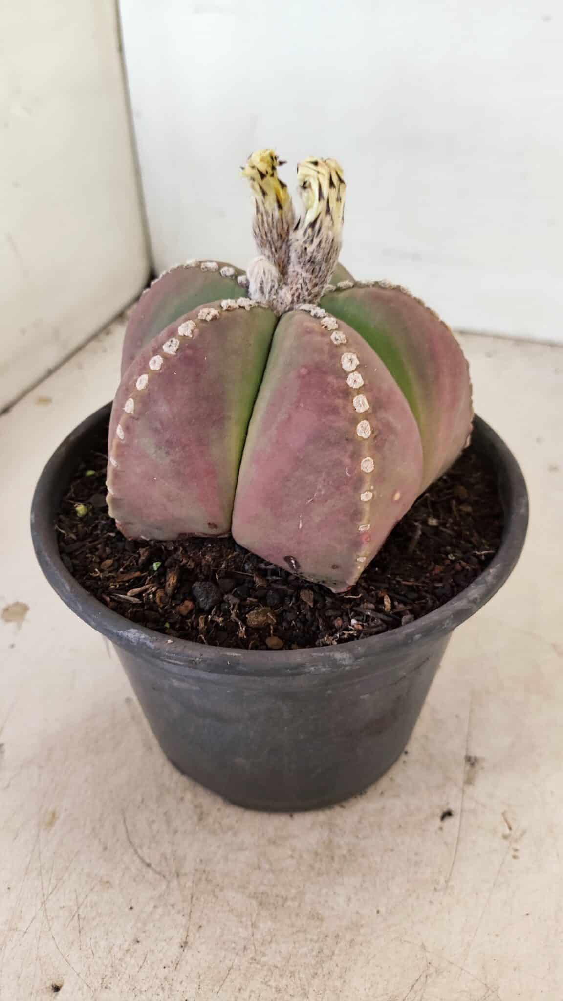 ASTROPHYTUM MYRIOSTIGMA  Nº 1058 – vaso 15 - foto 9