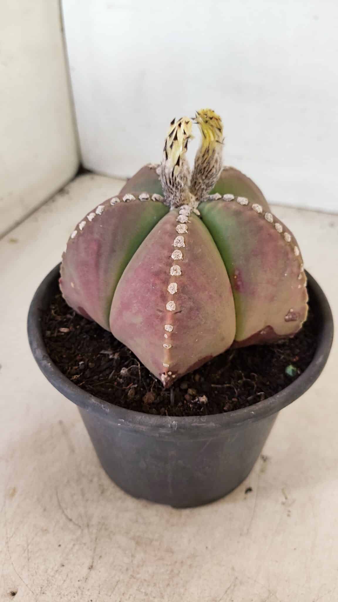 ASTROPHYTUM MYRIOSTIGMA  Nº 1058 – vaso 15 - foto 7