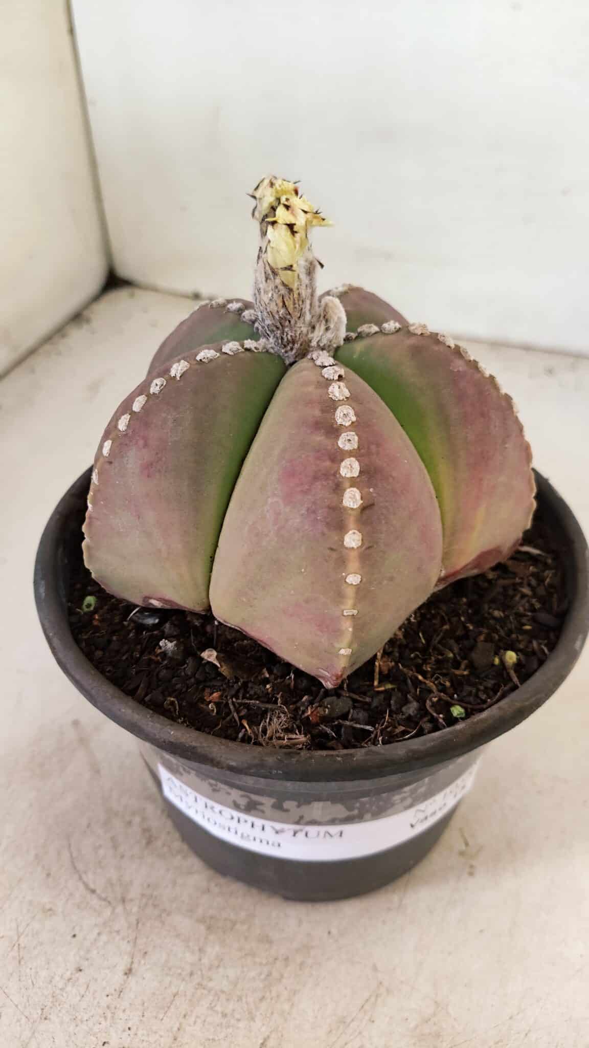 ASTROPHYTUM MYRIOSTIGMA  Nº 1058 – vaso 15 - foto 6