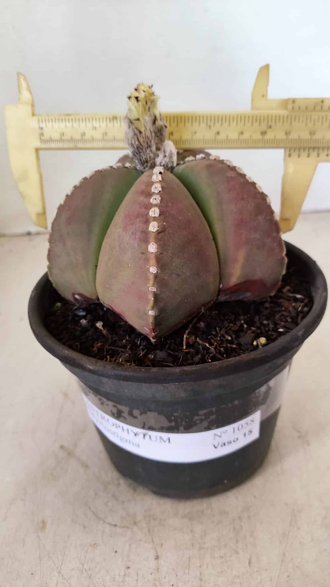 ASTROPHYTUM MYRIOSTIGMA  Nº 1058 – vaso 15 - foto 4