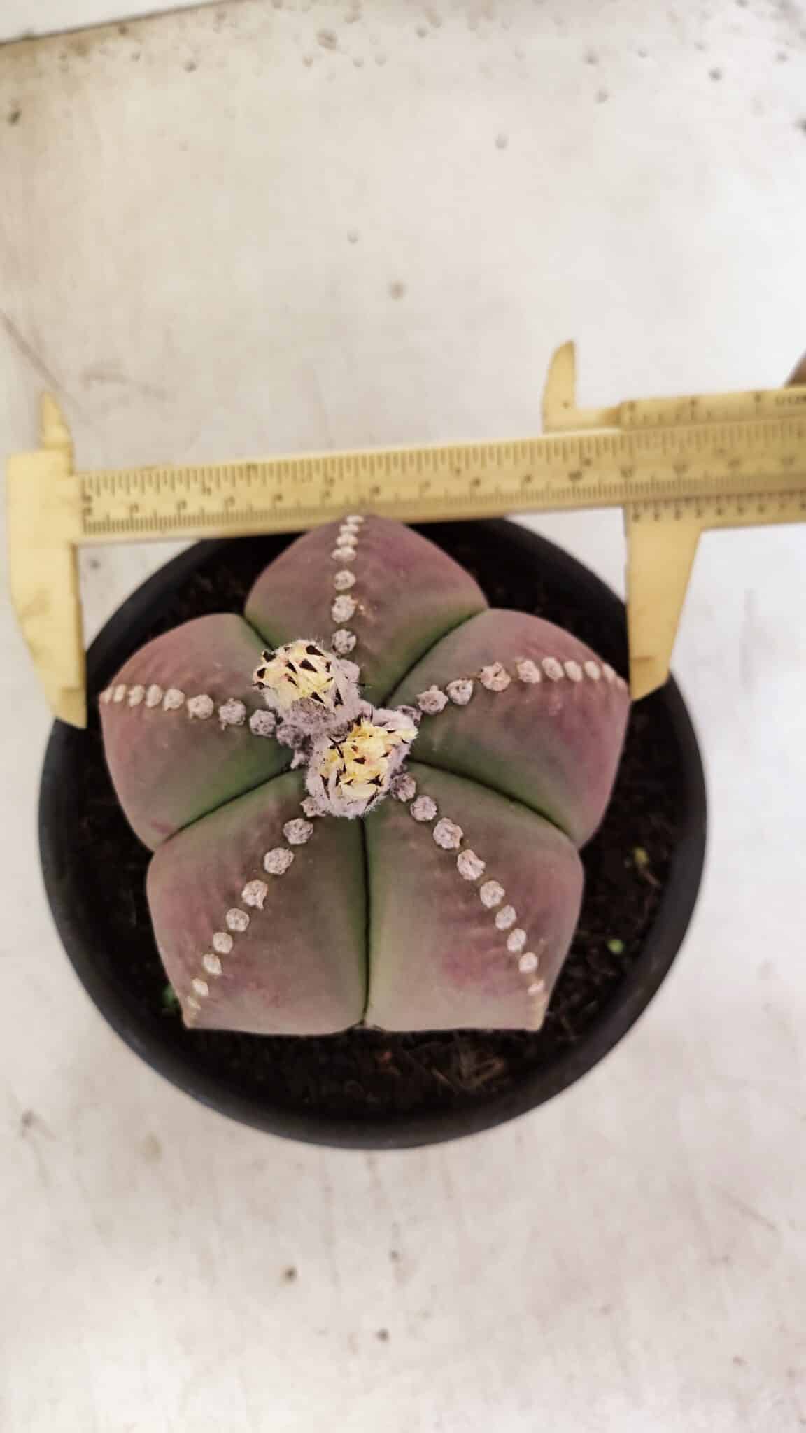 ASTROPHYTUM MYRIOSTIGMA  Nº 1058 – vaso 15 - foto 5