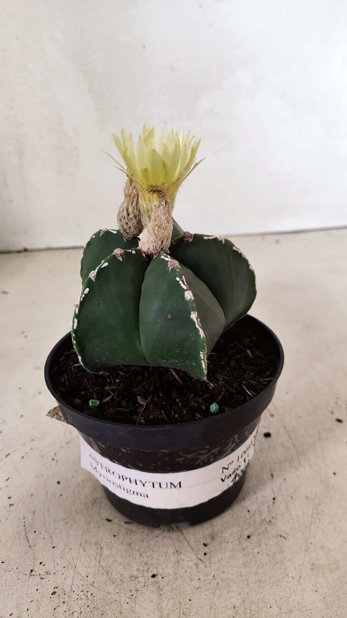 ASTROPHYTUM MYRIOSTIGMA  Nº 1060 – vaso 11 - foto 2