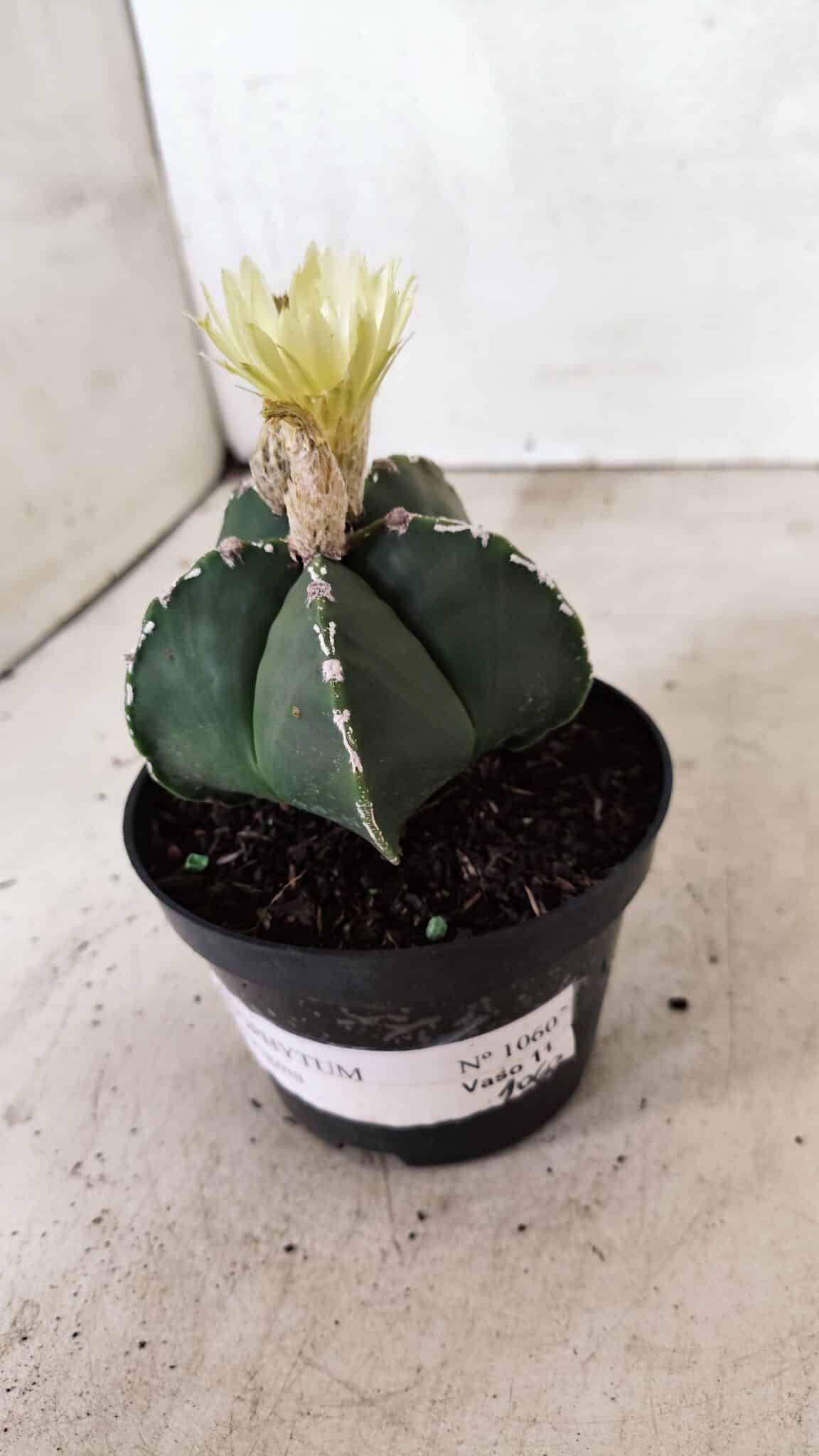 ASTROPHYTUM MYRIOSTIGMA  Nº 1060 – vaso 11 - foto 10