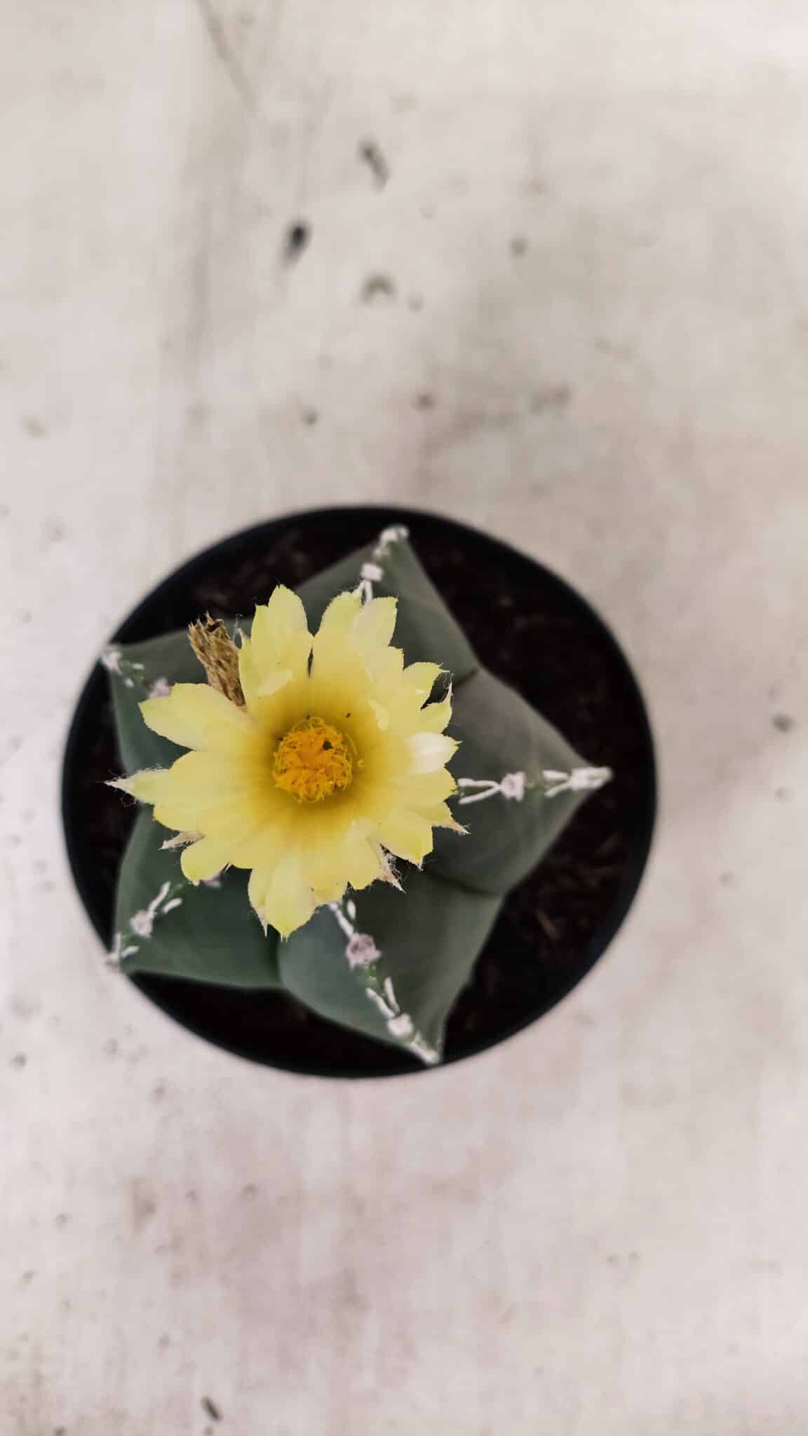 ASTROPHYTUM MYRIOSTIGMA  Nº 1060 – vaso 11 - foto 3