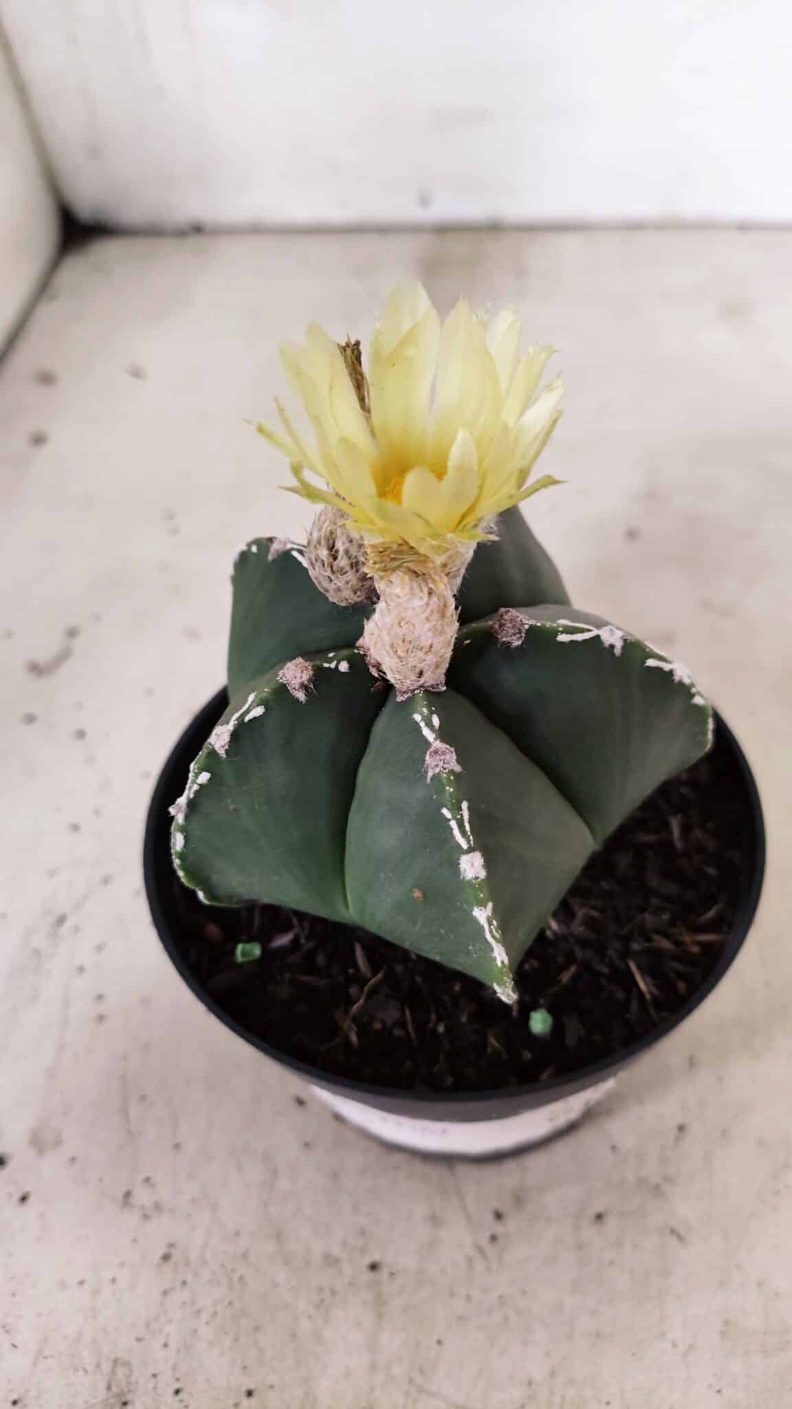 ASTROPHYTUM MYRIOSTIGMA  Nº 1060 – vaso 11 - foto 9