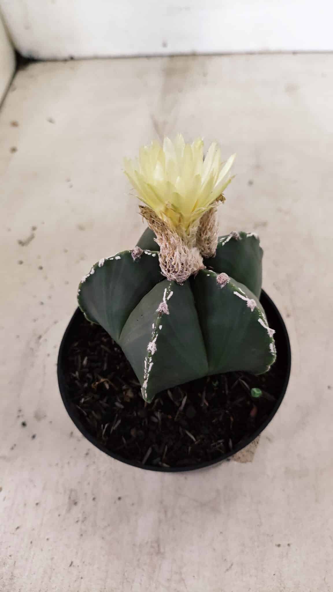 ASTROPHYTUM MYRIOSTIGMA  Nº 1060 – vaso 11 - foto 8