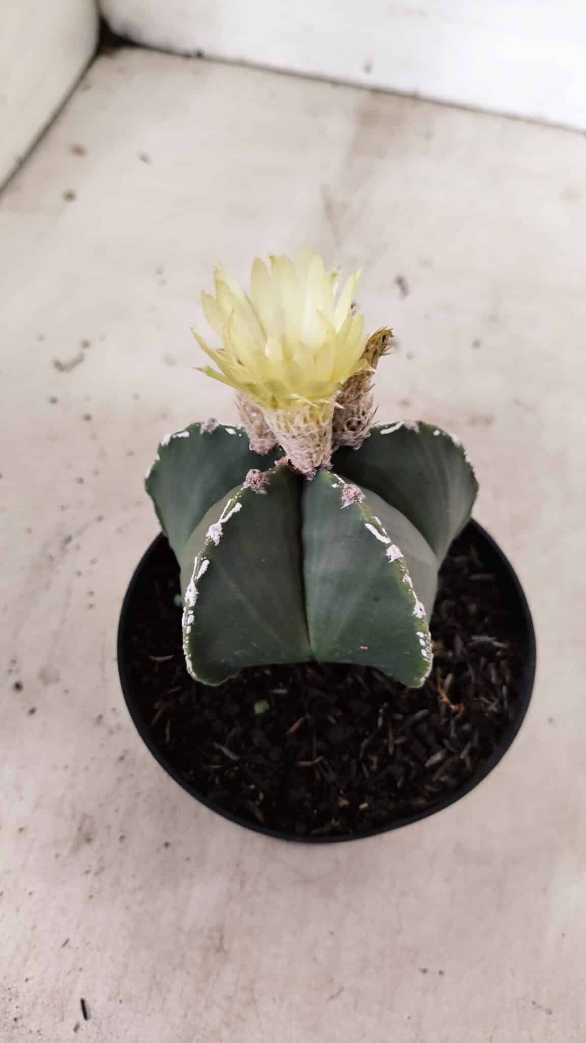 ASTROPHYTUM MYRIOSTIGMA  Nº 1060 – vaso 11 - foto 7