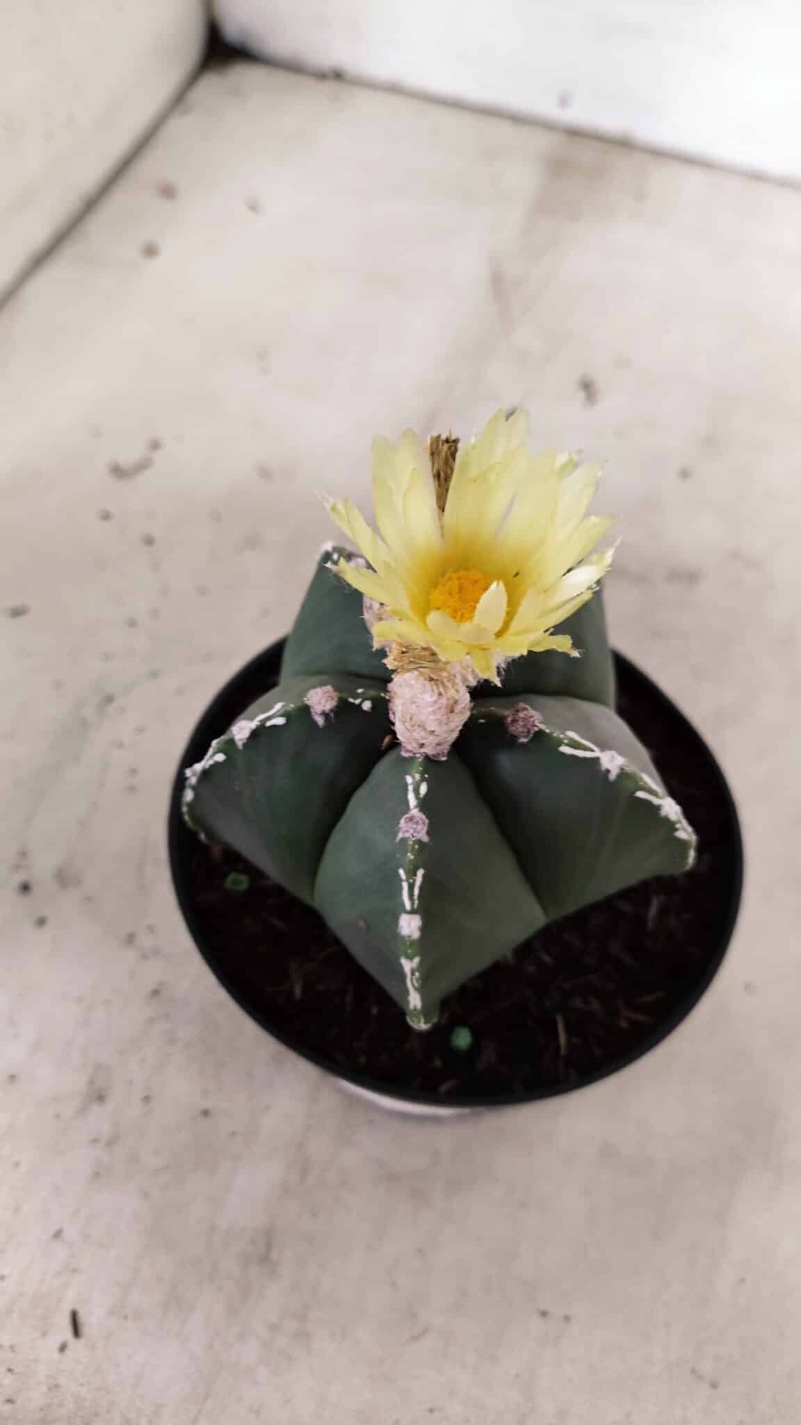 ASTROPHYTUM MYRIOSTIGMA  Nº 1060 – vaso 11 - foto 6