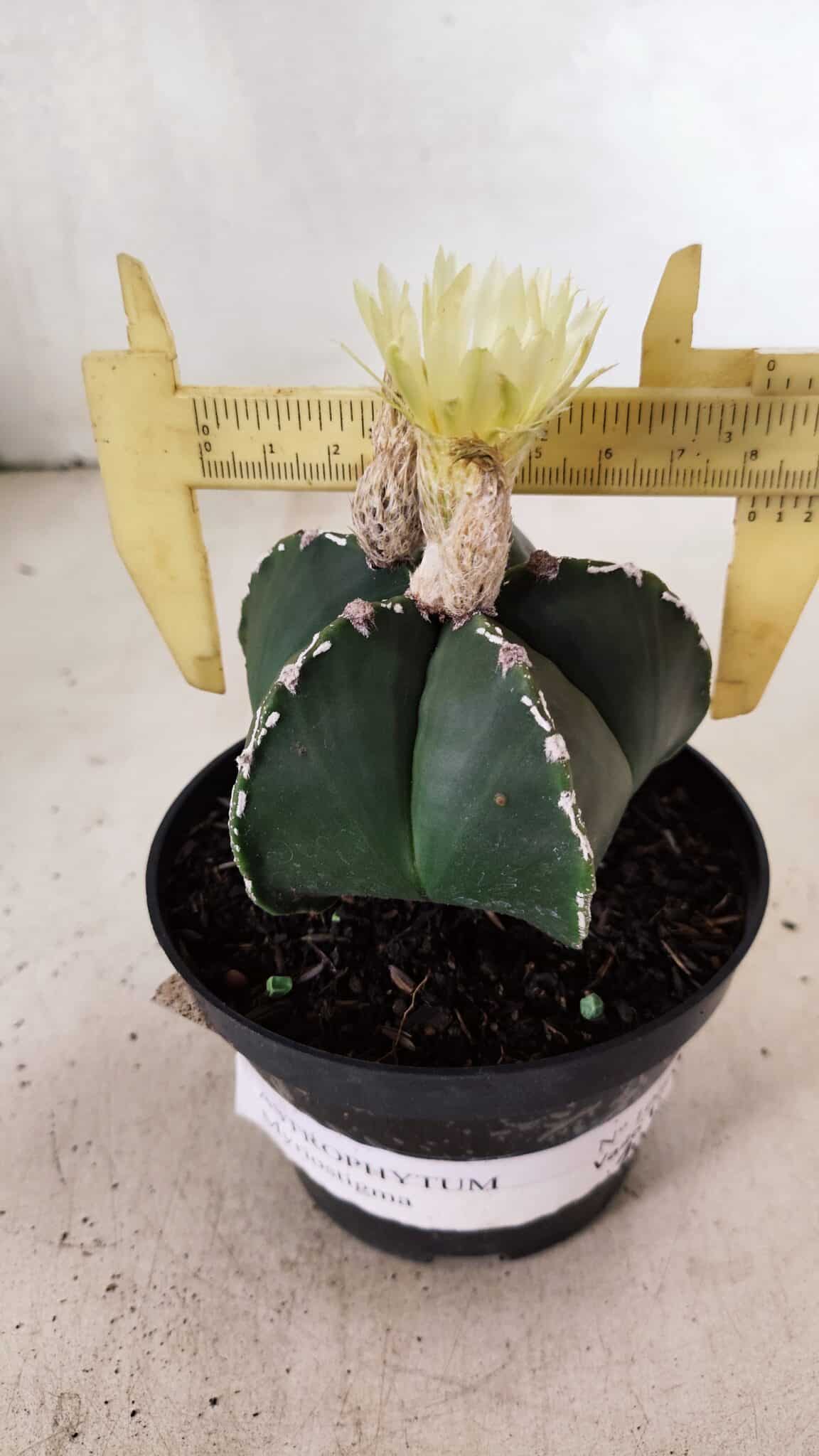 ASTROPHYTUM MYRIOSTIGMA  Nº 1060 – vaso 11 - foto 4