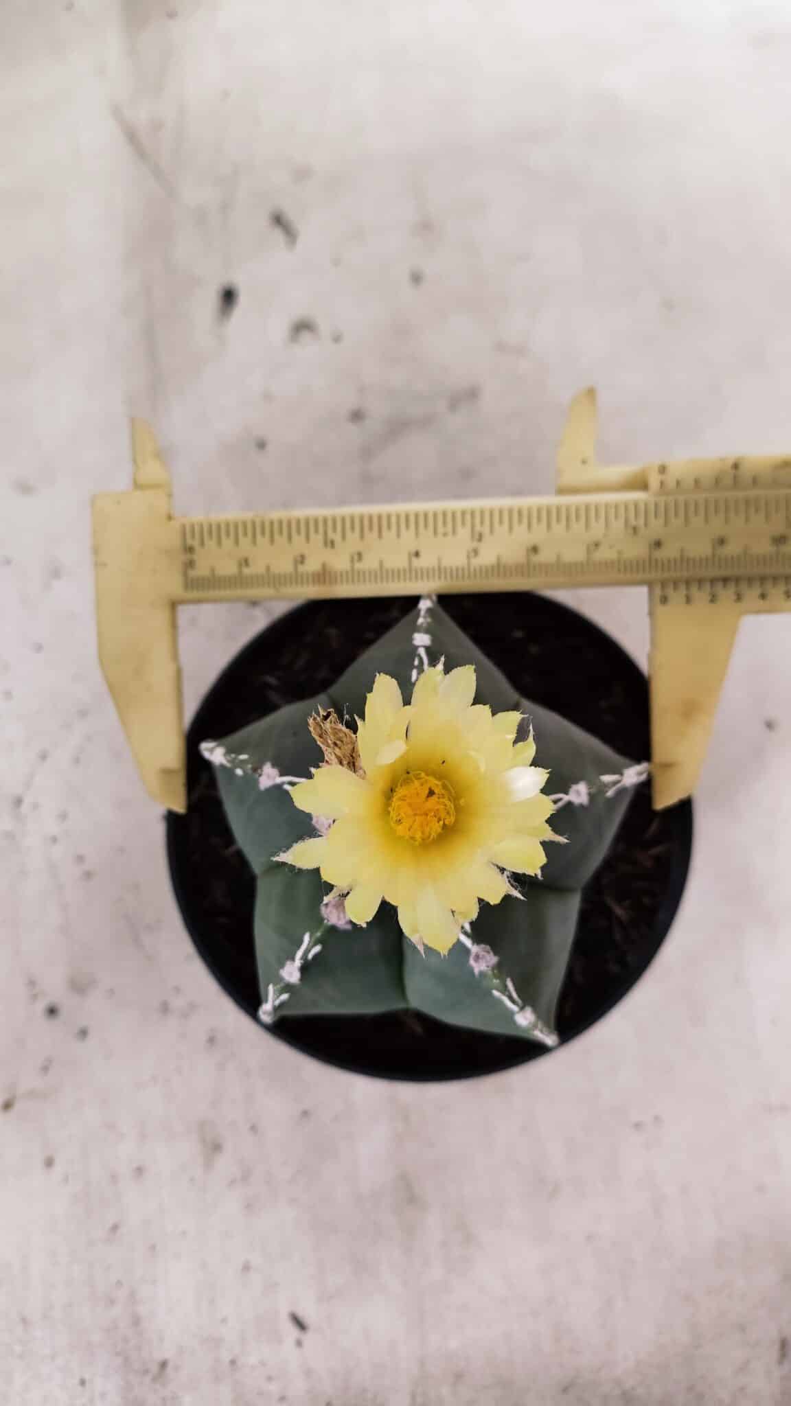 ASTROPHYTUM MYRIOSTIGMA  Nº 1060 – vaso 11 - foto 5