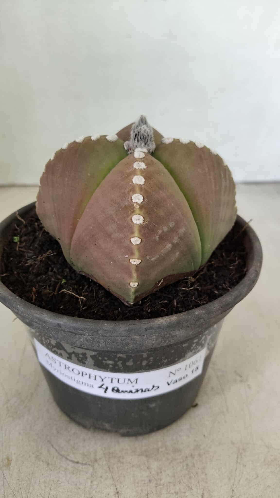 ASTROPHYTUM MYRIOSTIGMA "4 Quinas" Nº 1061 – vaso 15 - foto 2