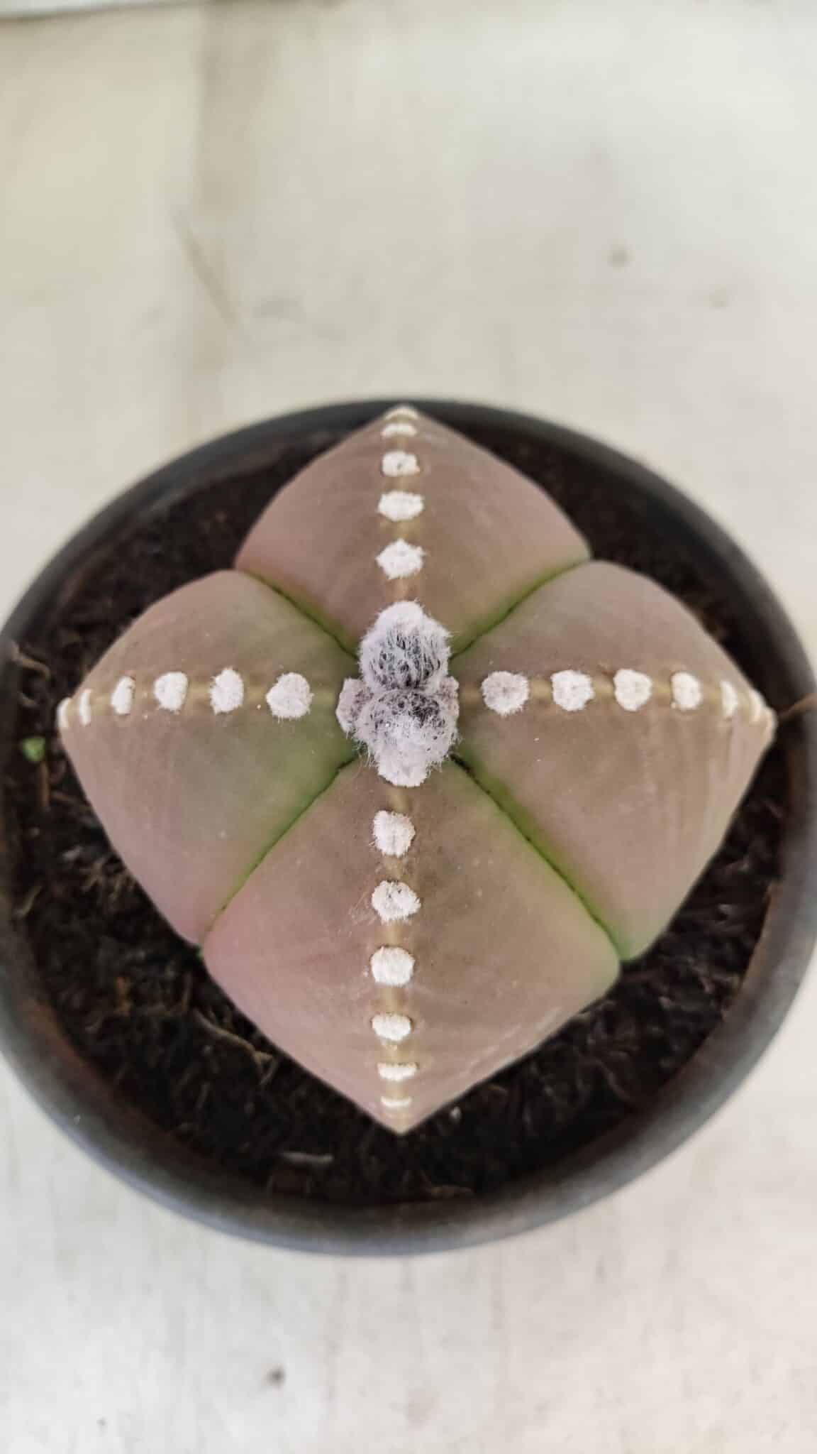 ASTROPHYTUM MYRIOSTIGMA "4 Quinas" Nº 1061 – vaso 15 - foto 3