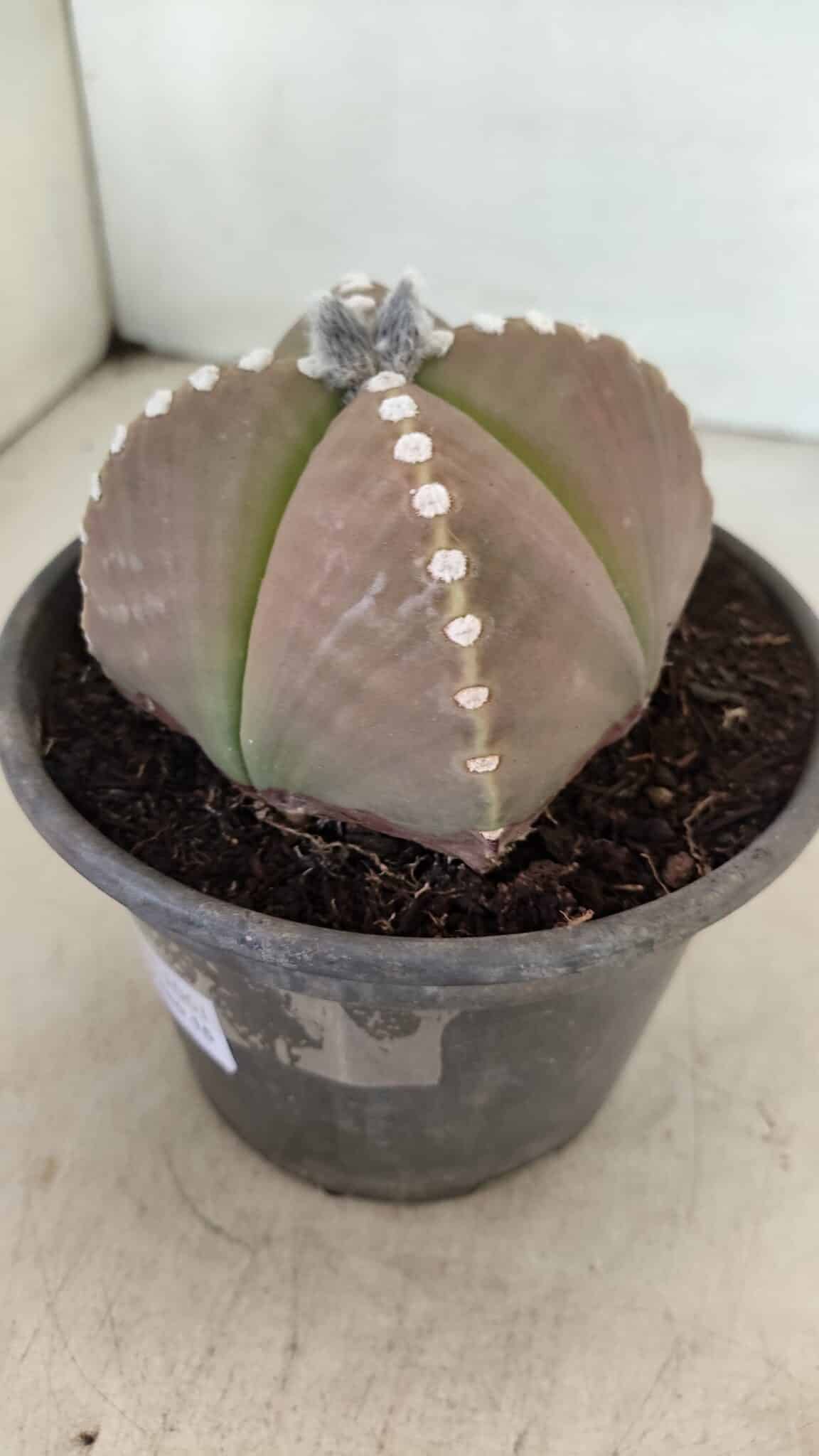 ASTROPHYTUM MYRIOSTIGMA "4 Quinas" Nº 1061 – vaso 15 - foto 9