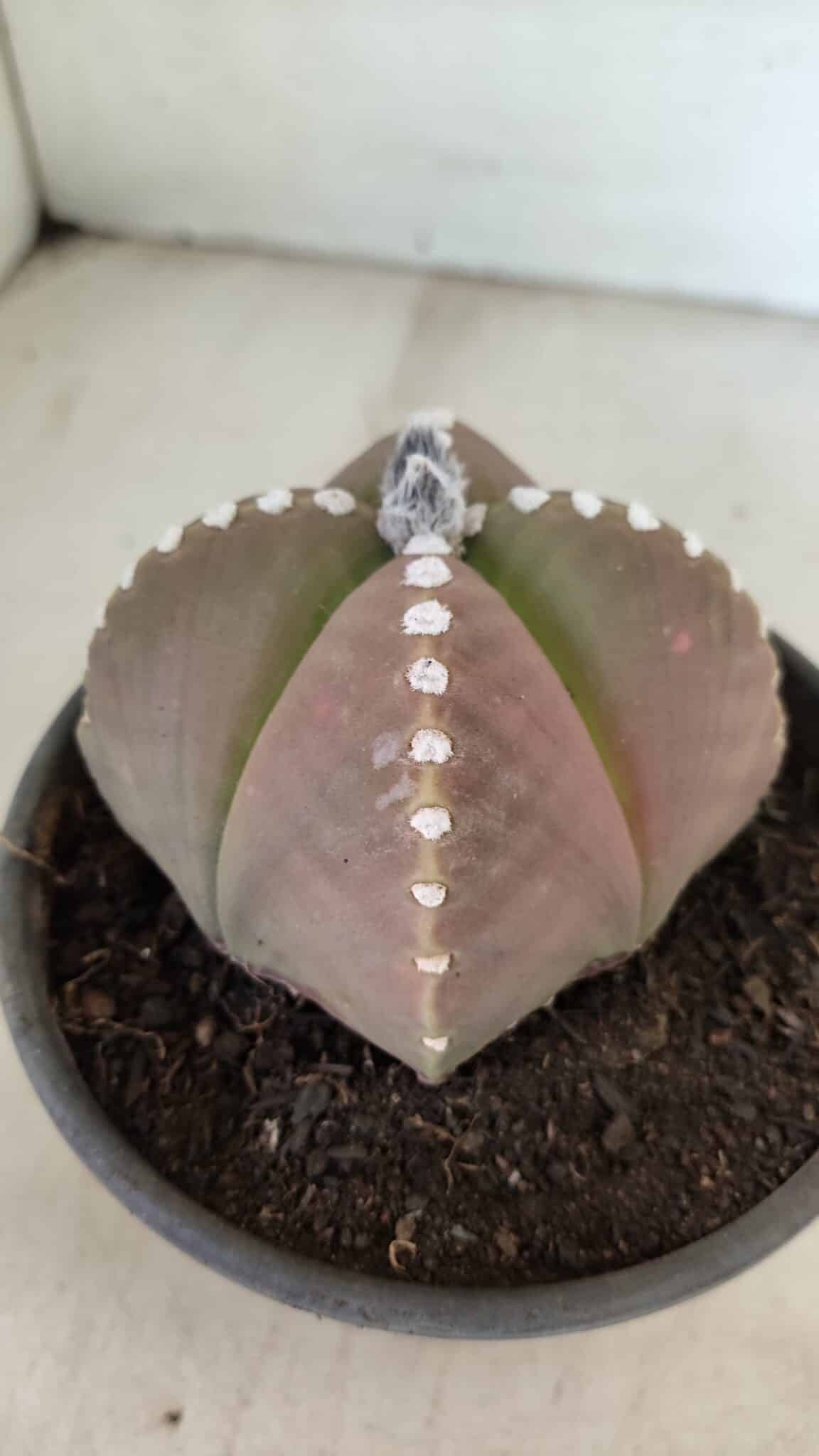 ASTROPHYTUM MYRIOSTIGMA "4 Quinas" Nº 1061 – vaso 15 - foto 8
