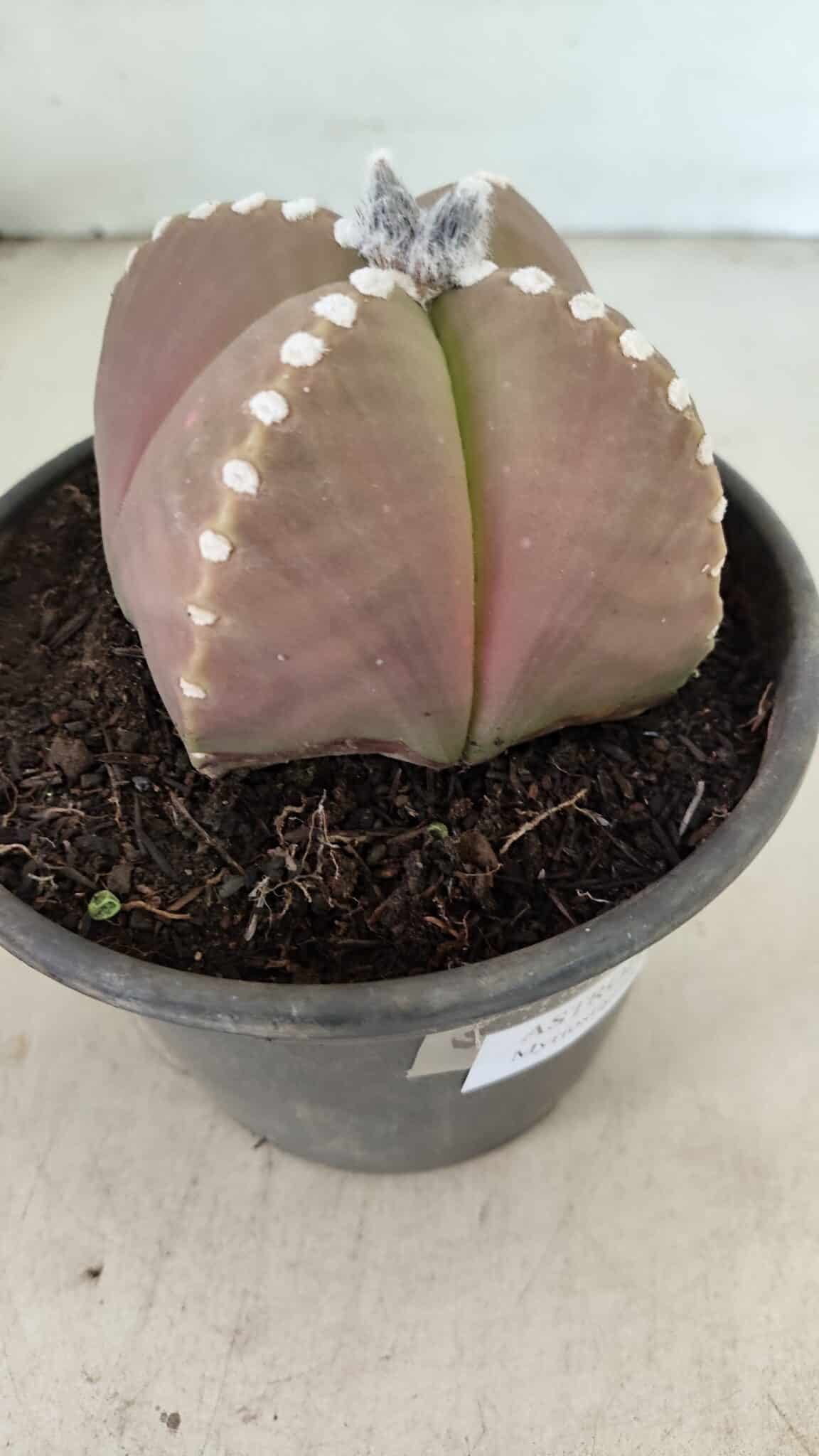ASTROPHYTUM MYRIOSTIGMA "4 Quinas" Nº 1061 – vaso 15 - foto 7