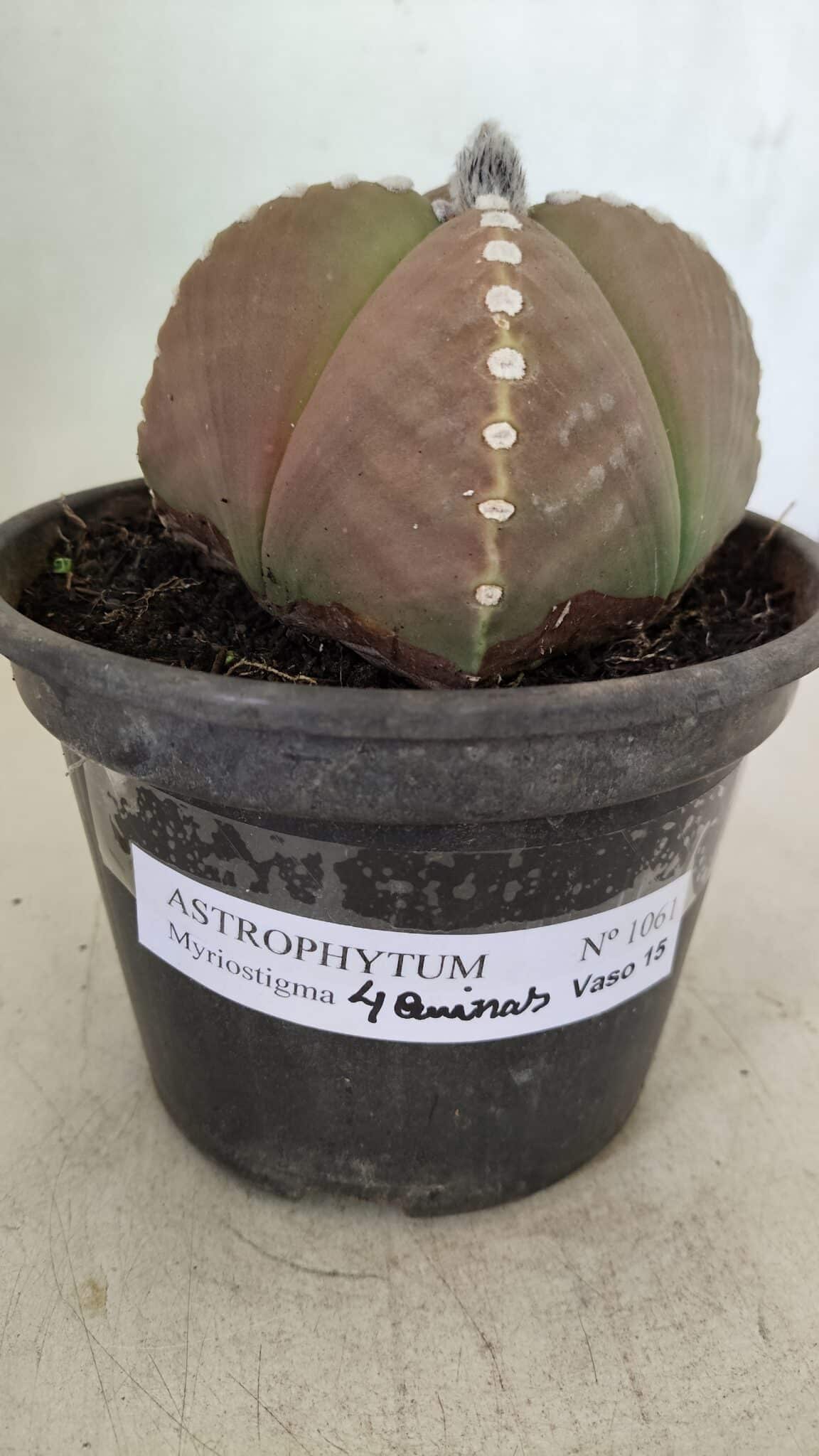 ASTROPHYTUM MYRIOSTIGMA "4 Quinas" Nº 1061 – vaso 15 - foto 6