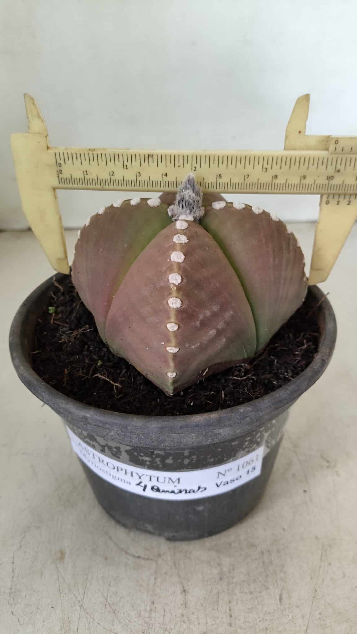 ASTROPHYTUM MYRIOSTIGMA "4 Quinas" Nº 1061 – vaso 15 - foto 4