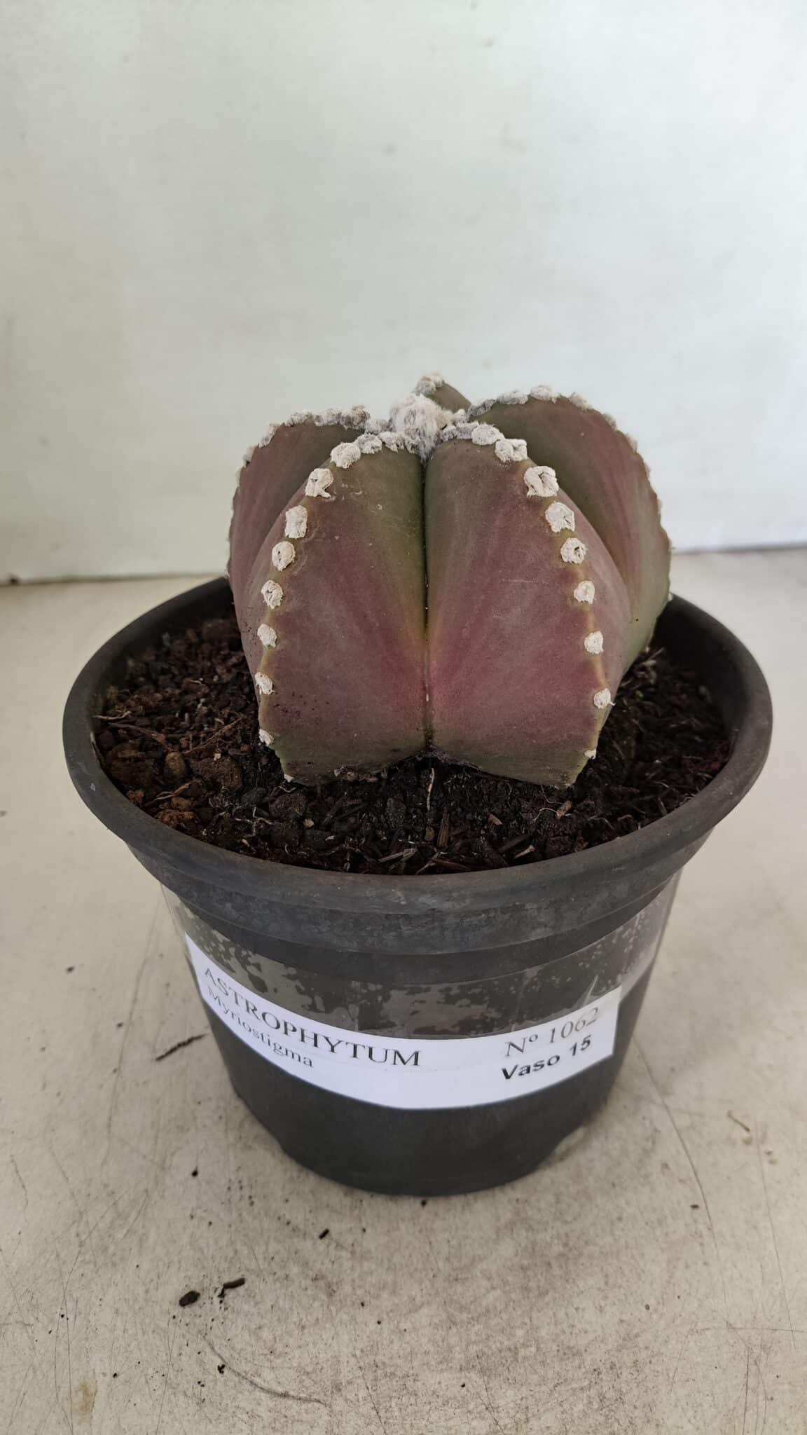 ASTROPHYTUM MYRIOSTIGMA  Nº 1062 – vaso 15 - foto 2