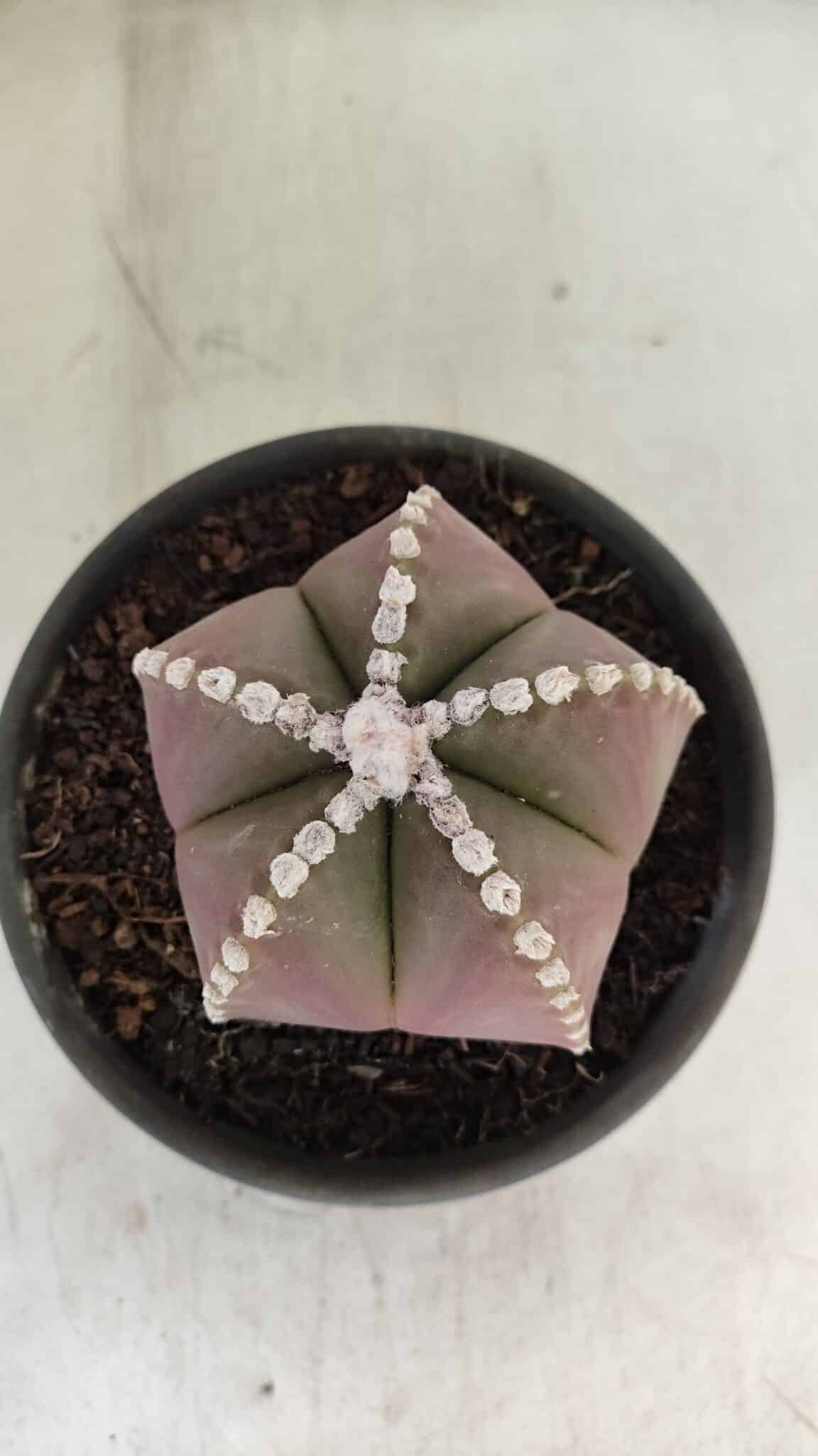 ASTROPHYTUM MYRIOSTIGMA  Nº 1062 – vaso 15 - foto 3