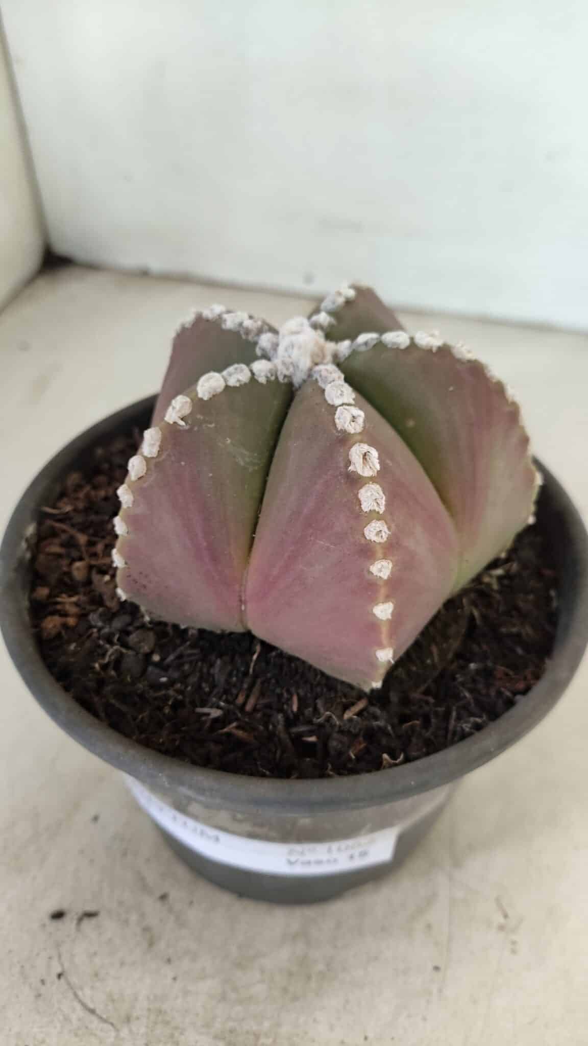 ASTROPHYTUM MYRIOSTIGMA  Nº 1062 – vaso 15 - foto 9