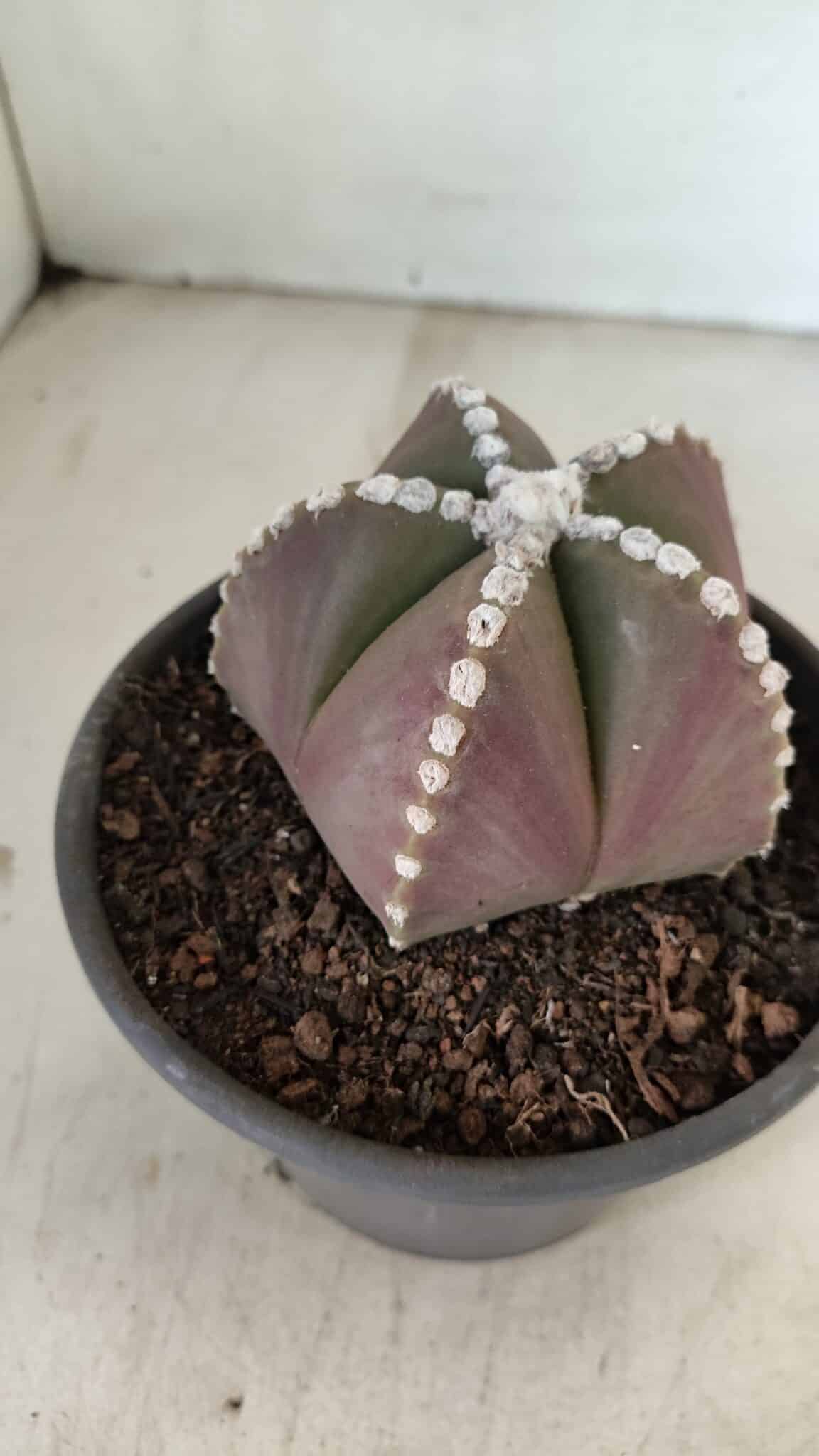ASTROPHYTUM MYRIOSTIGMA  Nº 1062 – vaso 15 - foto 6