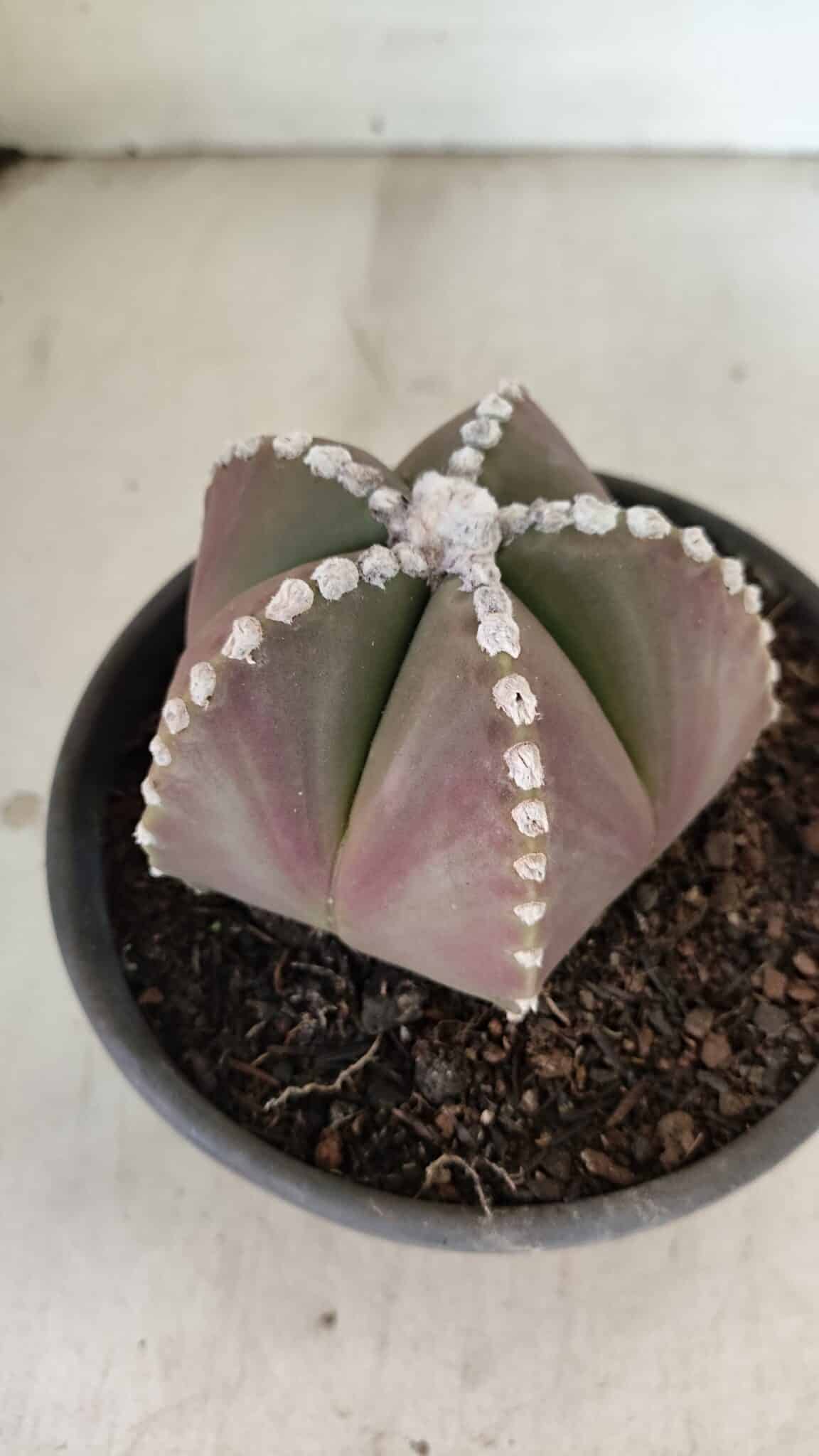 ASTROPHYTUM MYRIOSTIGMA  Nº 1062 – vaso 15 - foto 8