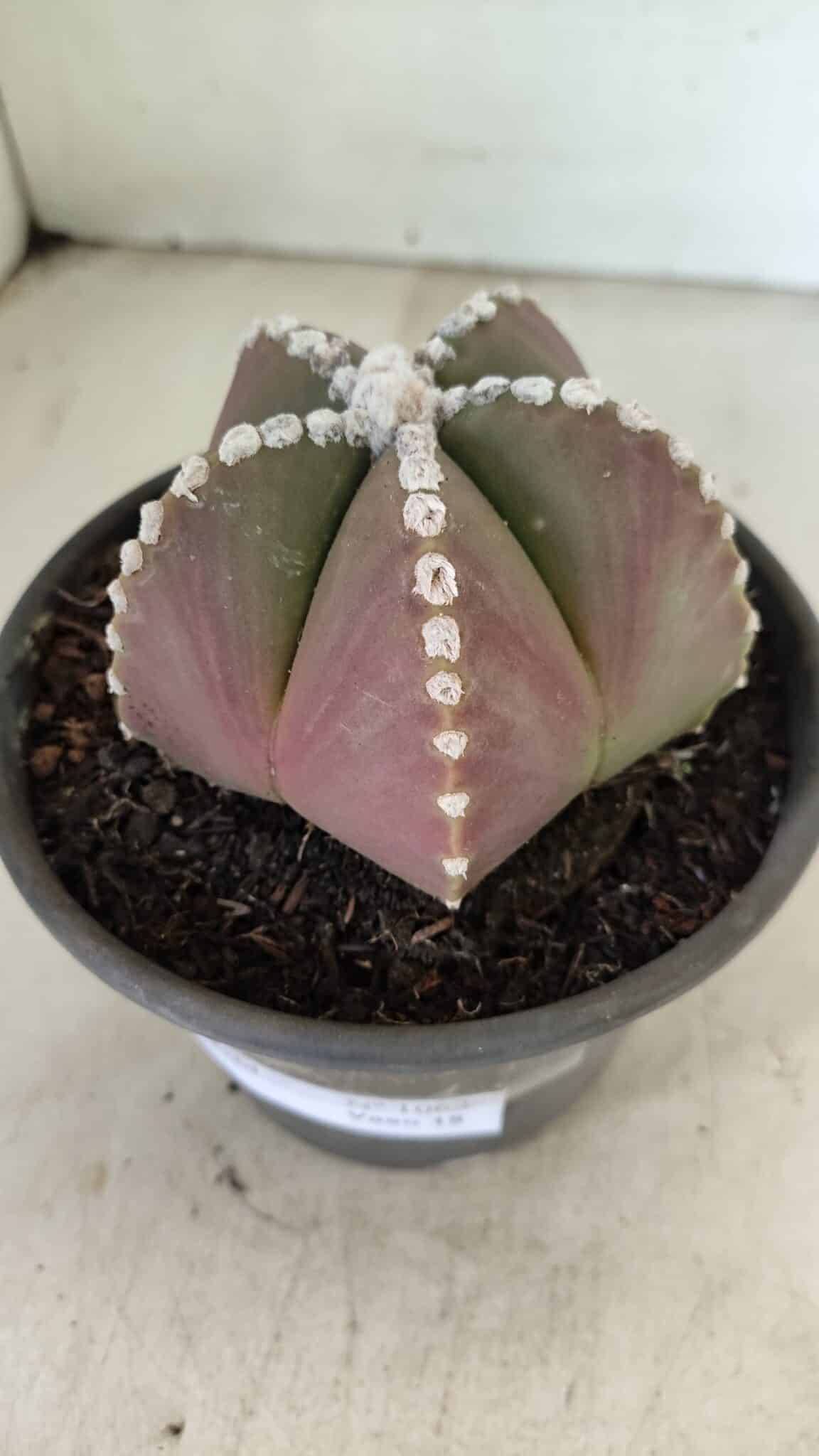 ASTROPHYTUM MYRIOSTIGMA  Nº 1062 – vaso 15 - foto 7
