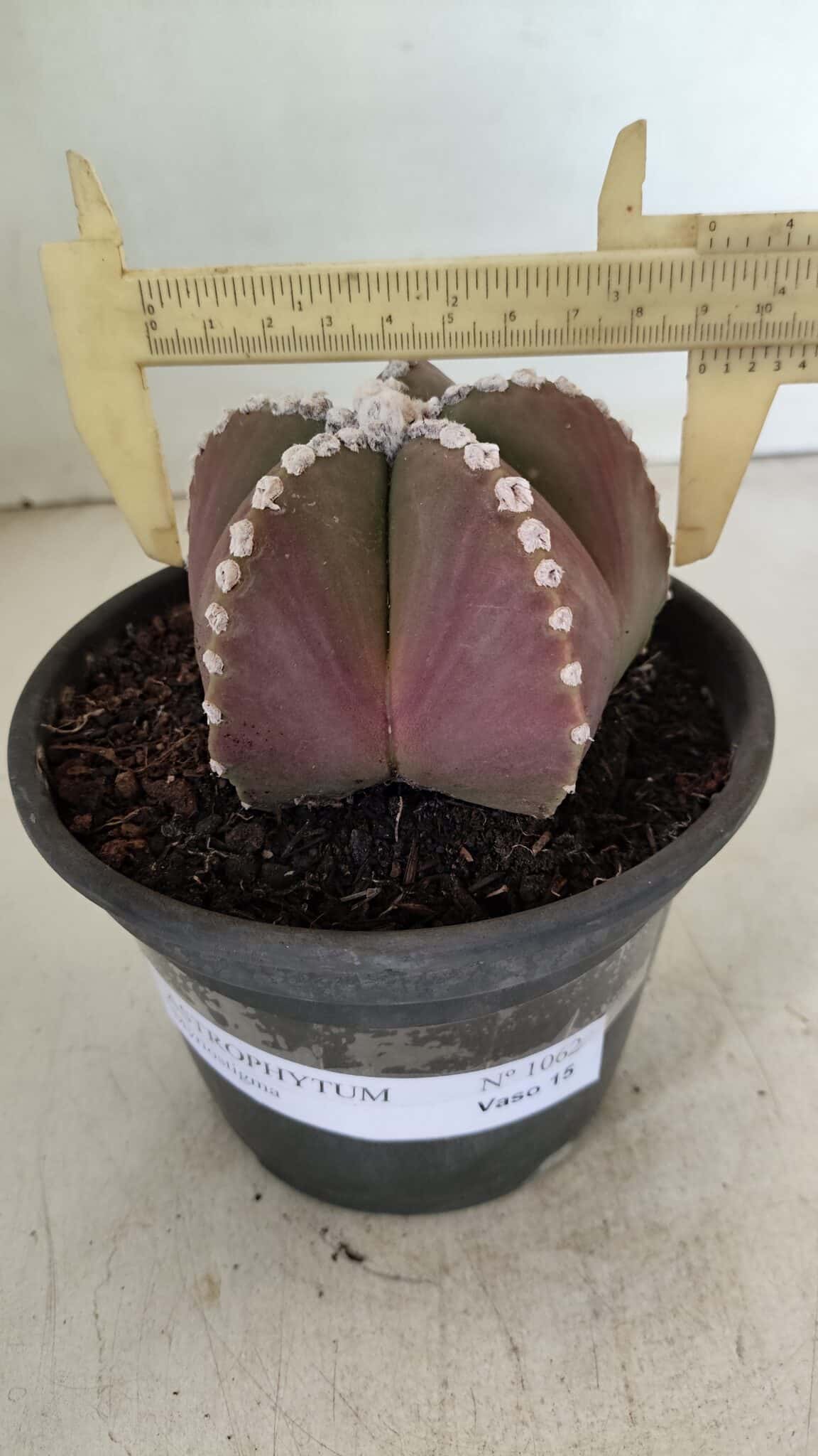 ASTROPHYTUM MYRIOSTIGMA  Nº 1062 – vaso 15 - foto 4