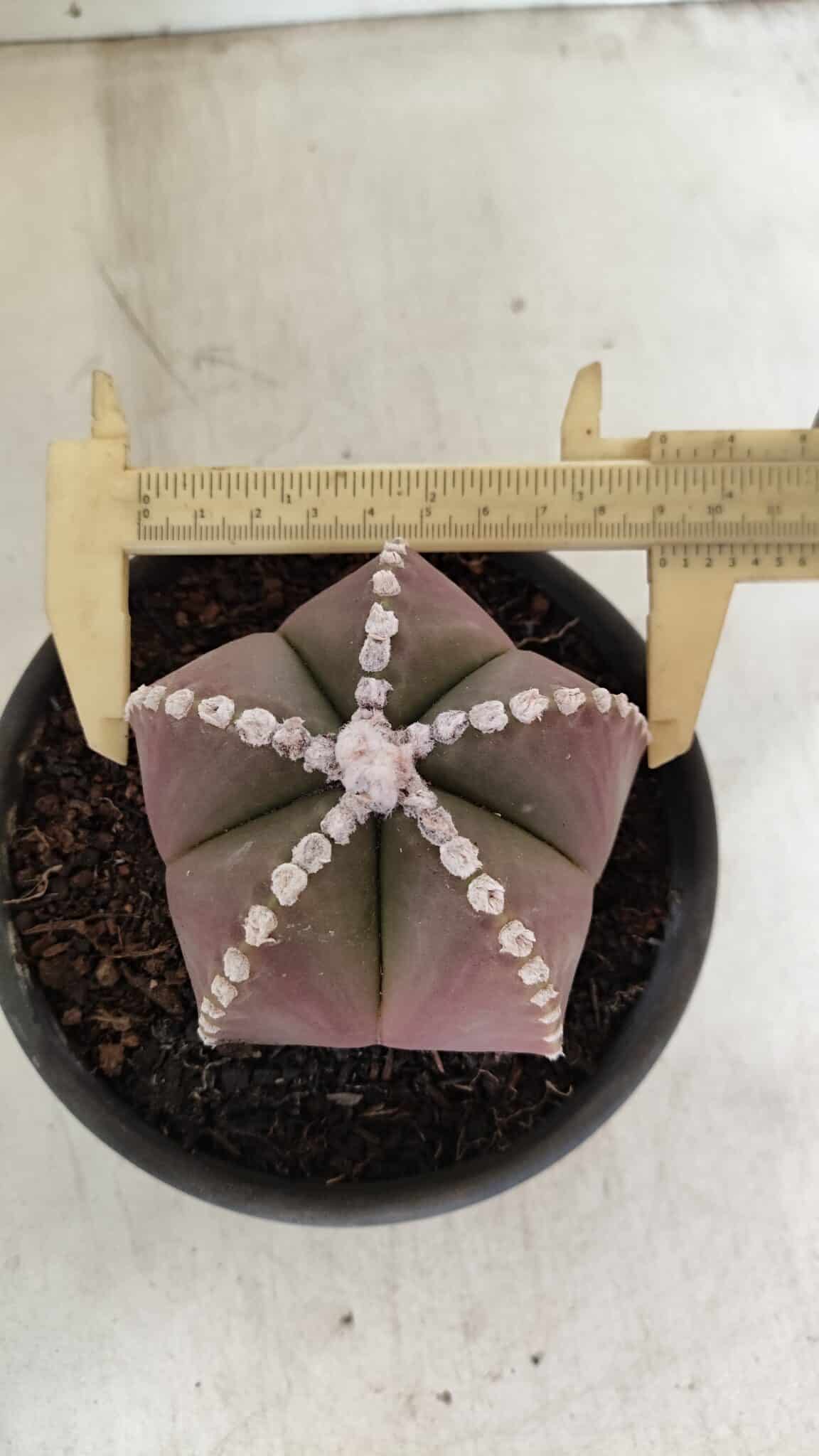 ASTROPHYTUM MYRIOSTIGMA  Nº 1062 – vaso 15 - foto 5