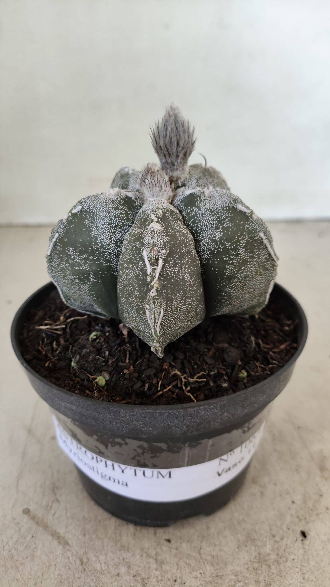 ASTROPHYTUM MYRIOSTIGMA  Nº 1063 – vaso 11 - foto 2