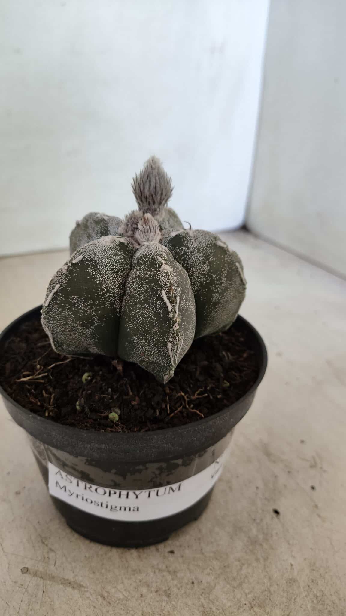 ASTROPHYTUM MYRIOSTIGMA  Nº 1063 – vaso 11 - foto 10