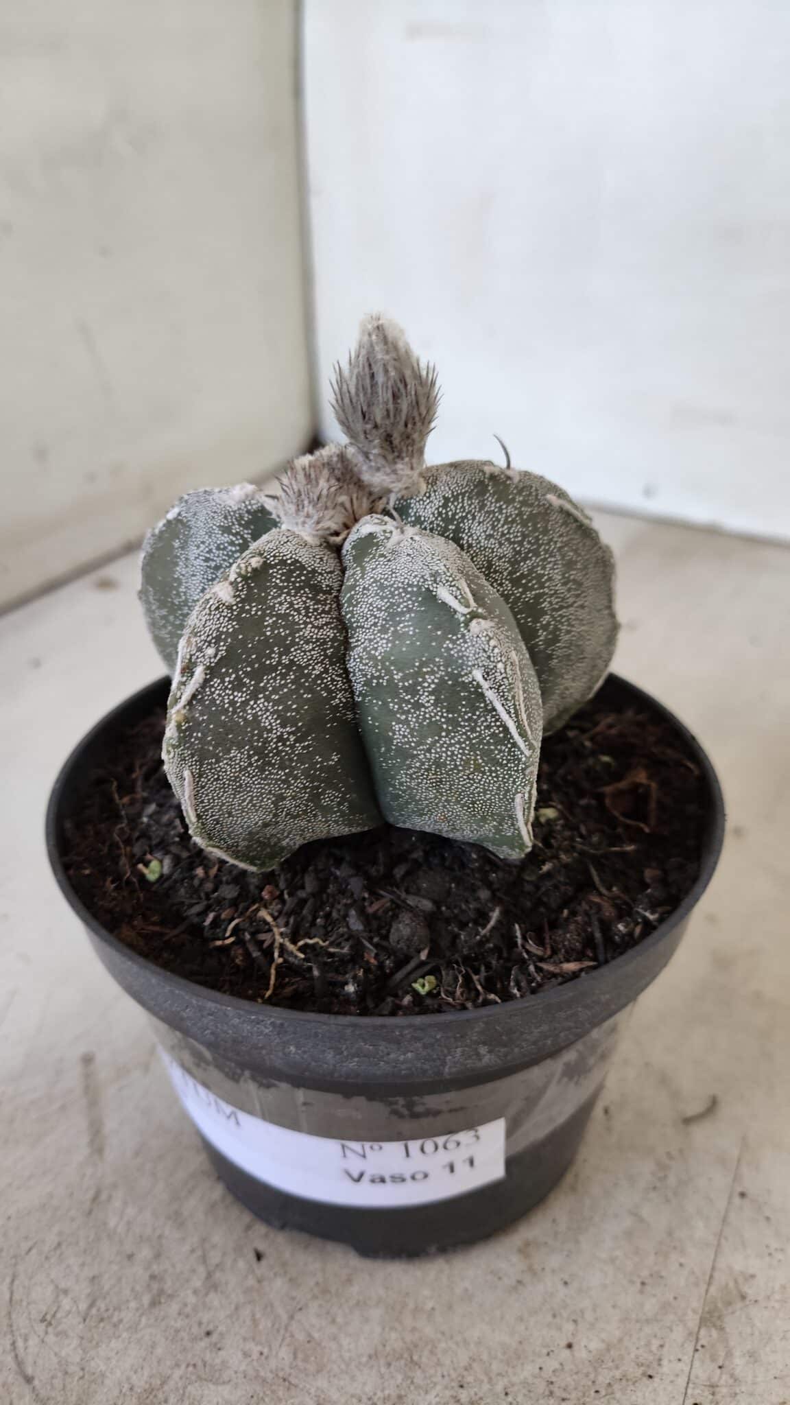 ASTROPHYTUM MYRIOSTIGMA  Nº 1063 – vaso 11 - foto 9