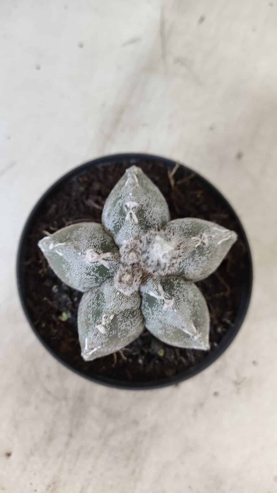 ASTROPHYTUM MYRIOSTIGMA  Nº 1063 – vaso 11 - foto 3